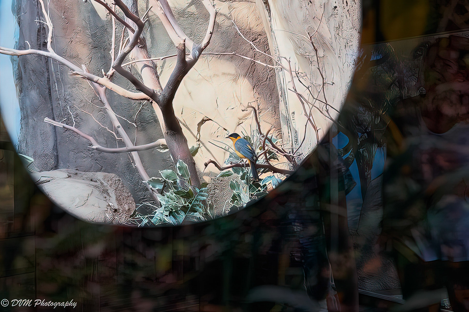 Sneeuwkaptapuit - Snowy-crowned robin-chat - Cossypha niveicapilla