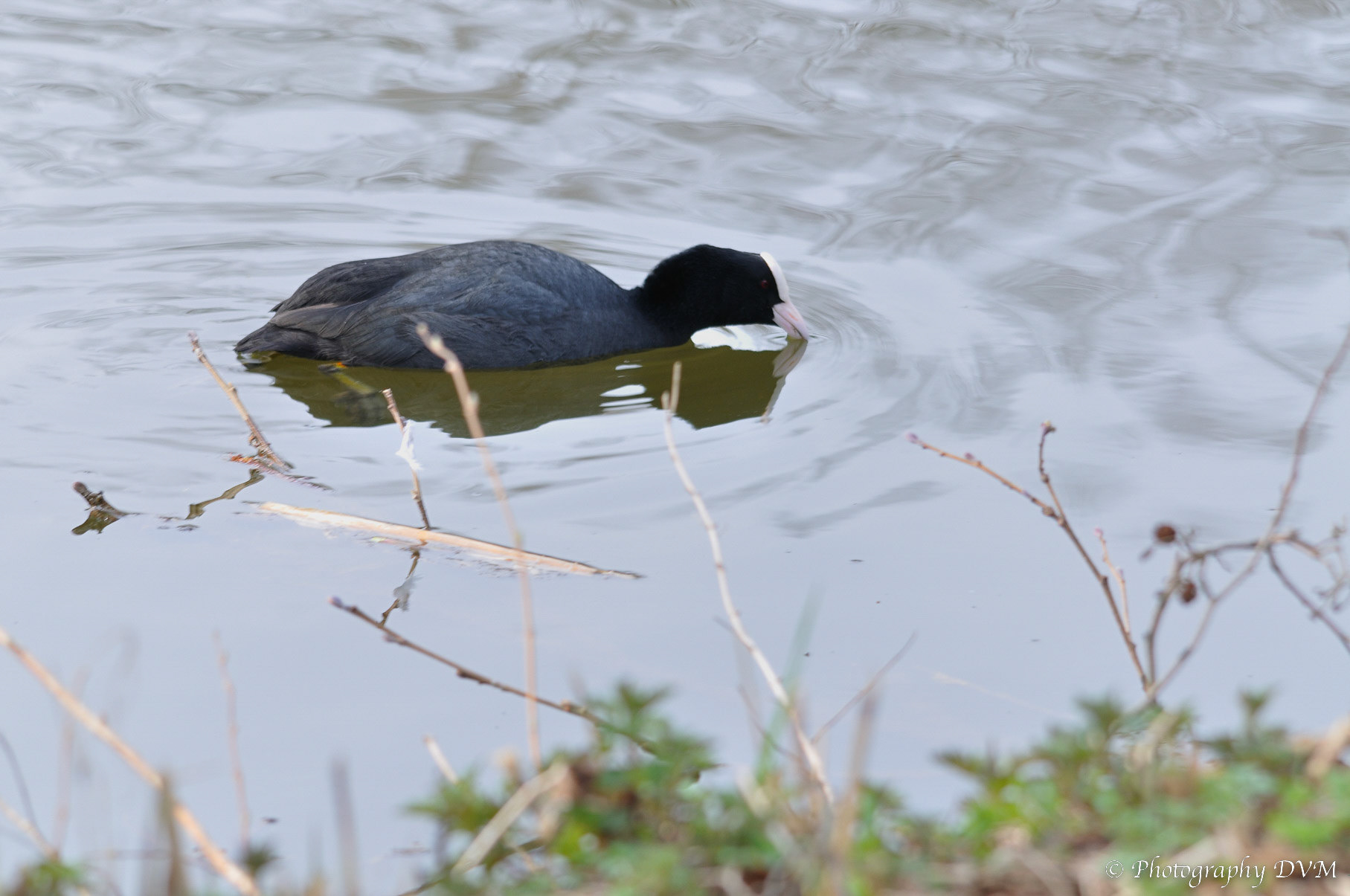 Meerkoet - Eurasian Coot - Fulica atra