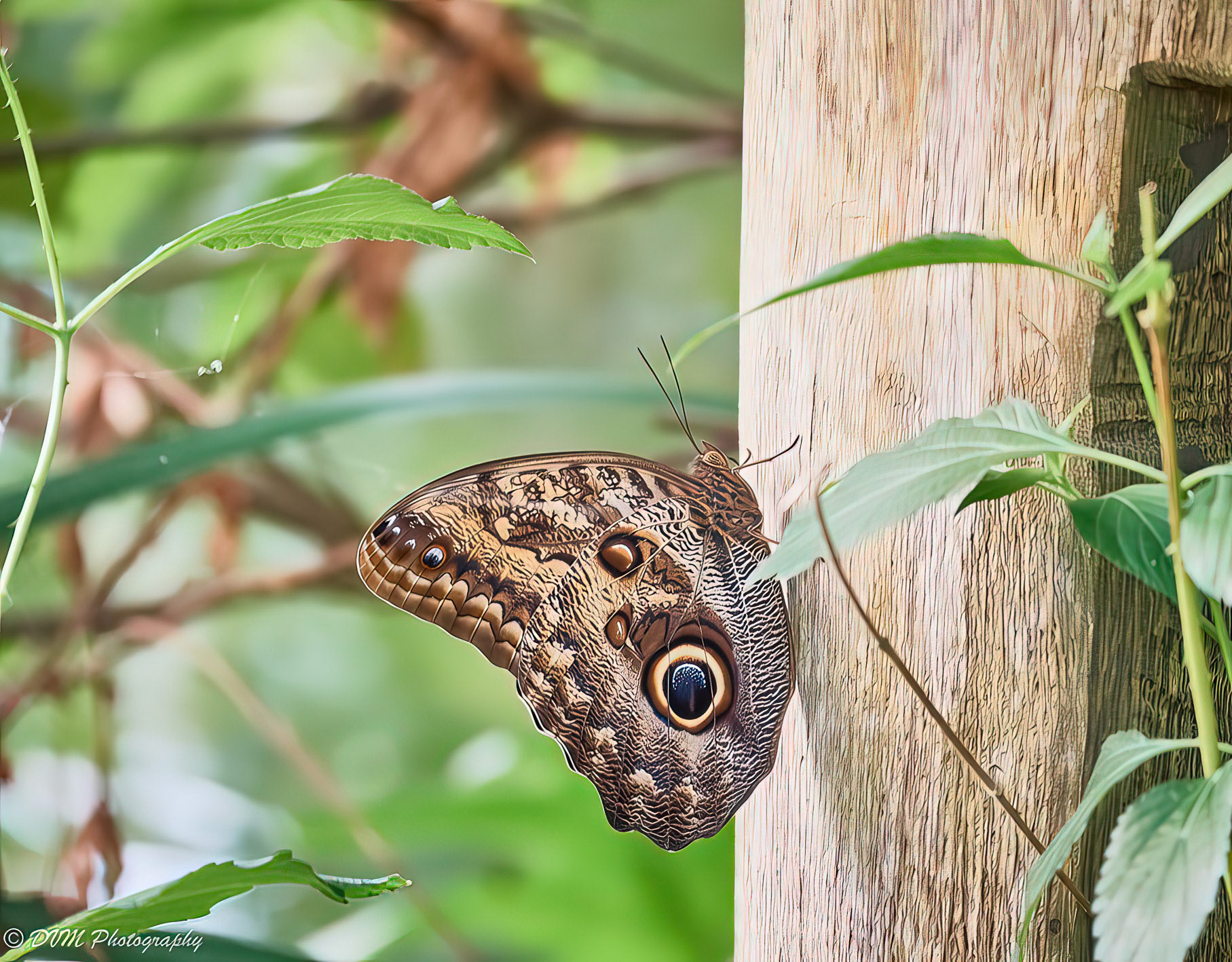 Grote uilvlinder - Forest giant owl - Caligo eurilochus
