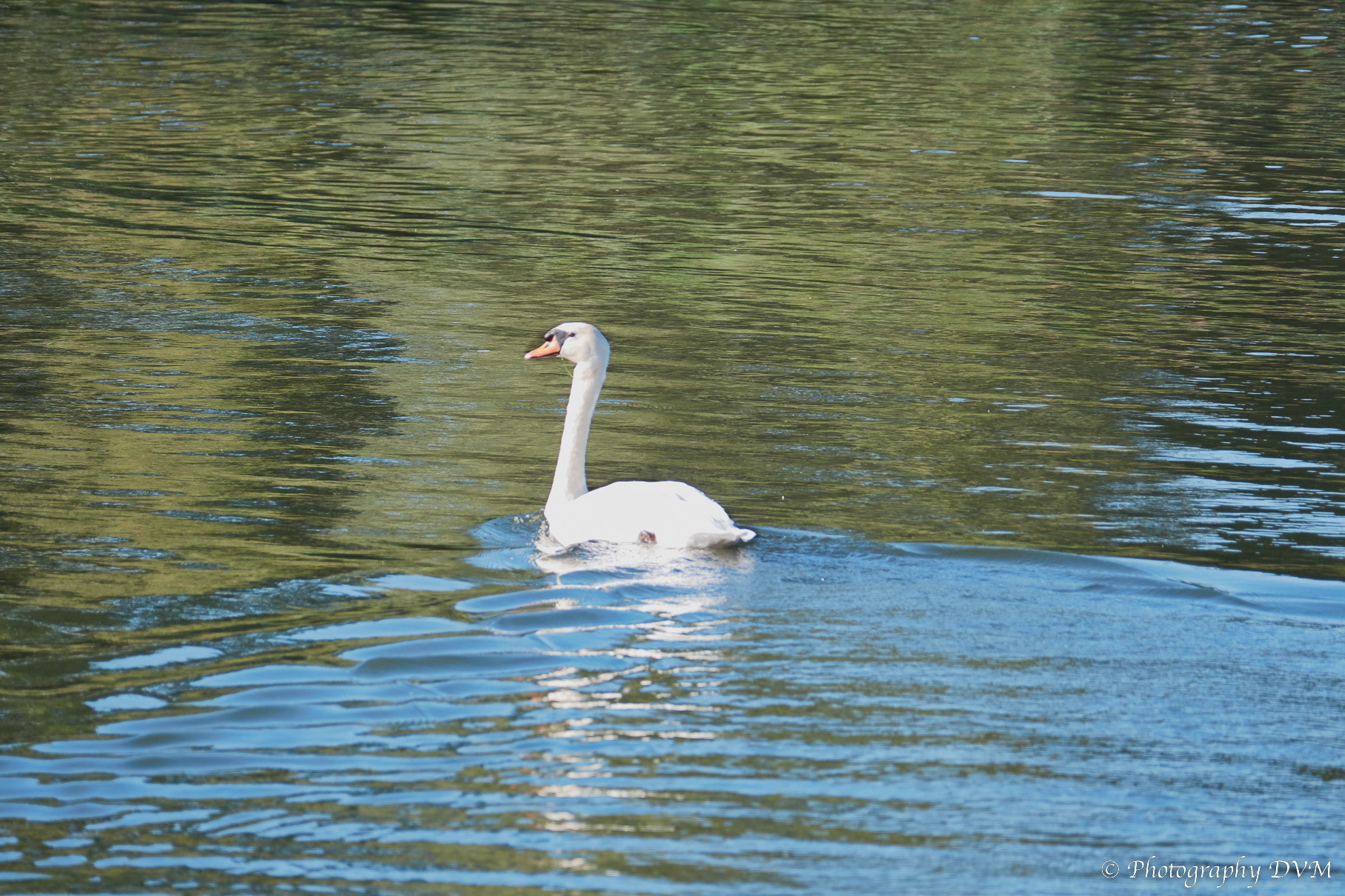Knobbelzwaan - Mute Swan - Cygnus olor