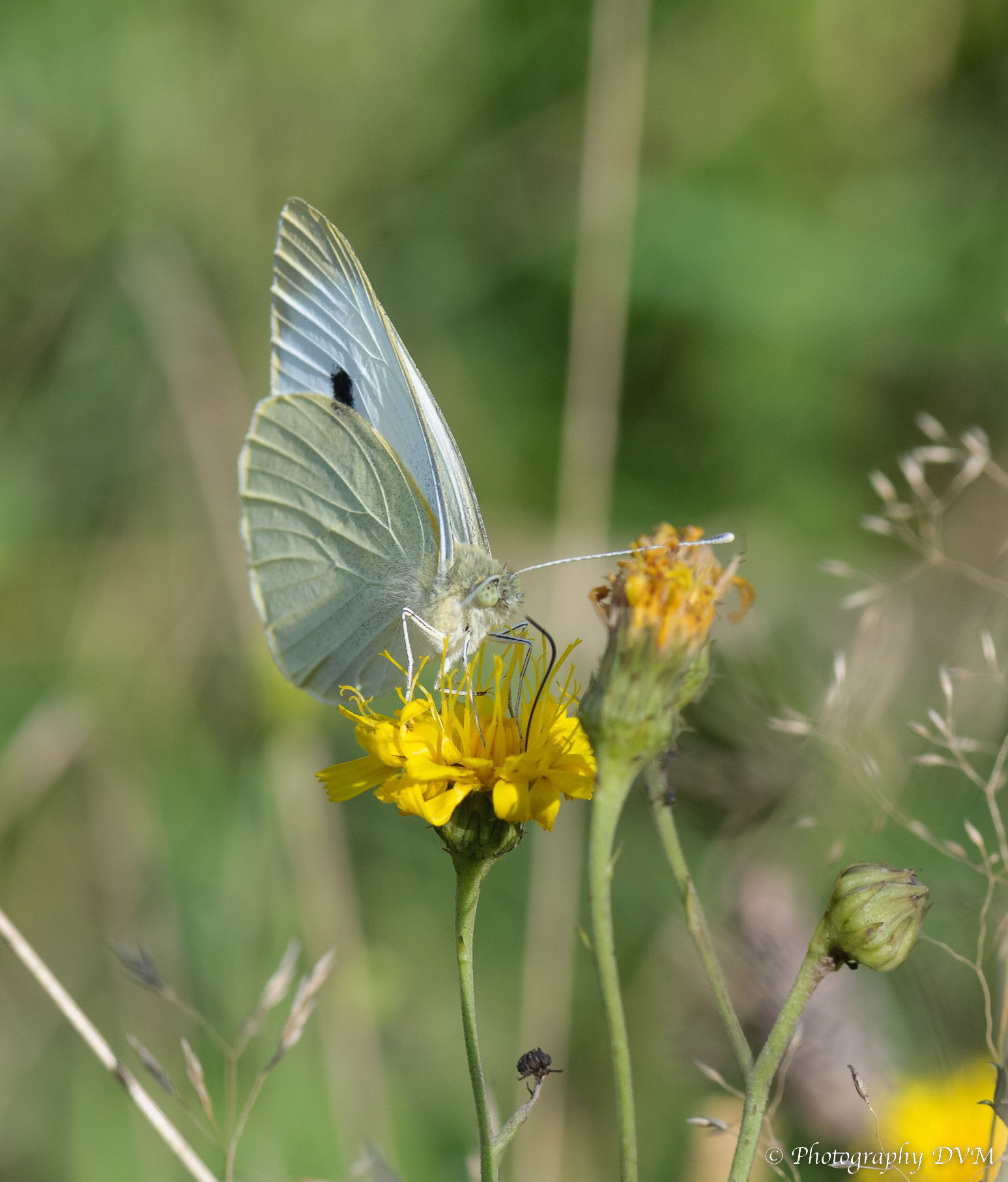 Groot koolwitje -  Large White - Pieris brassicae