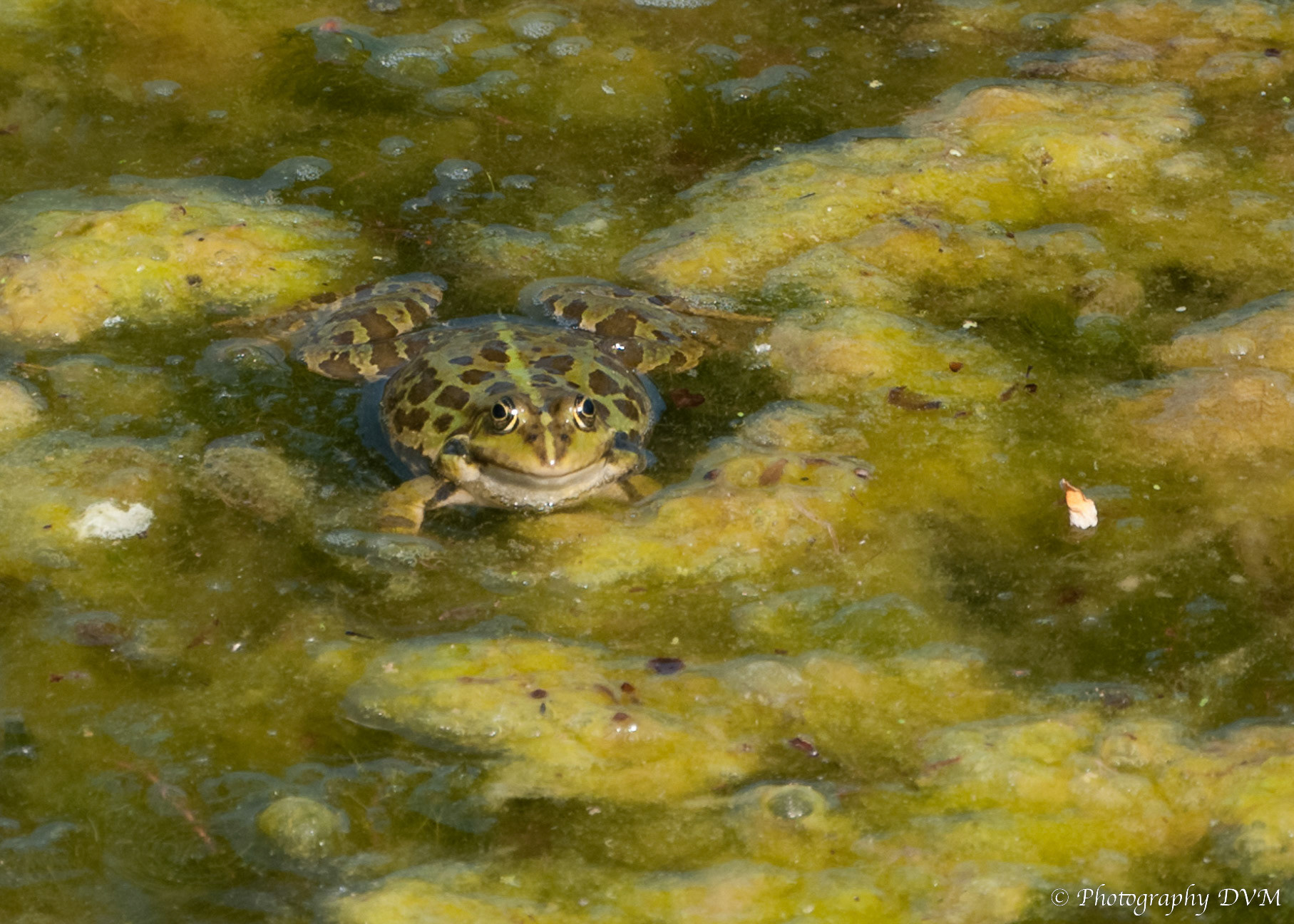 Meerkikker - Eurasian Marsh Frog - Pelophylax ridibundus