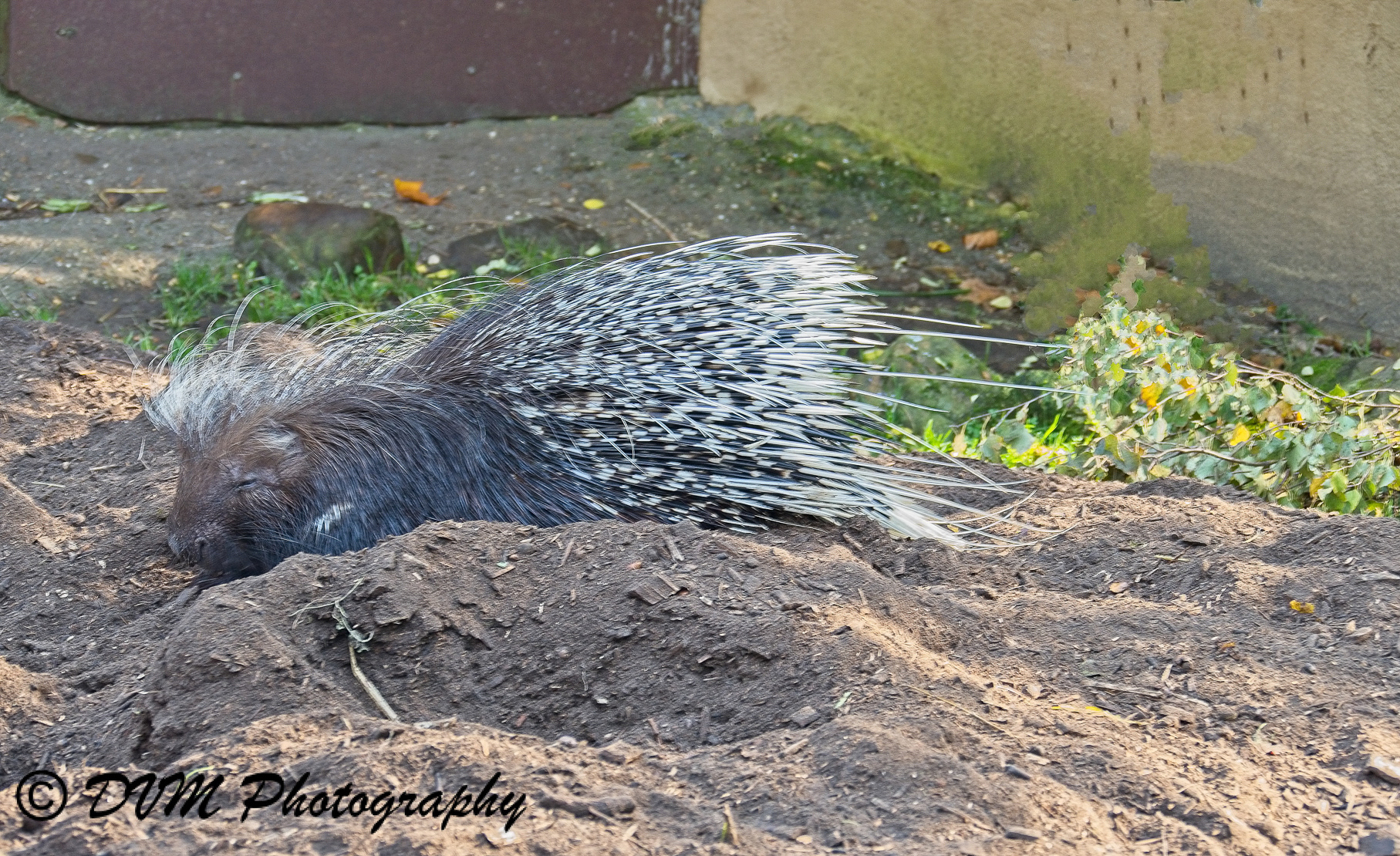 Zuid-Afrikaans stekelvarken - Cape porcupine - Hystrix africaeaustralis