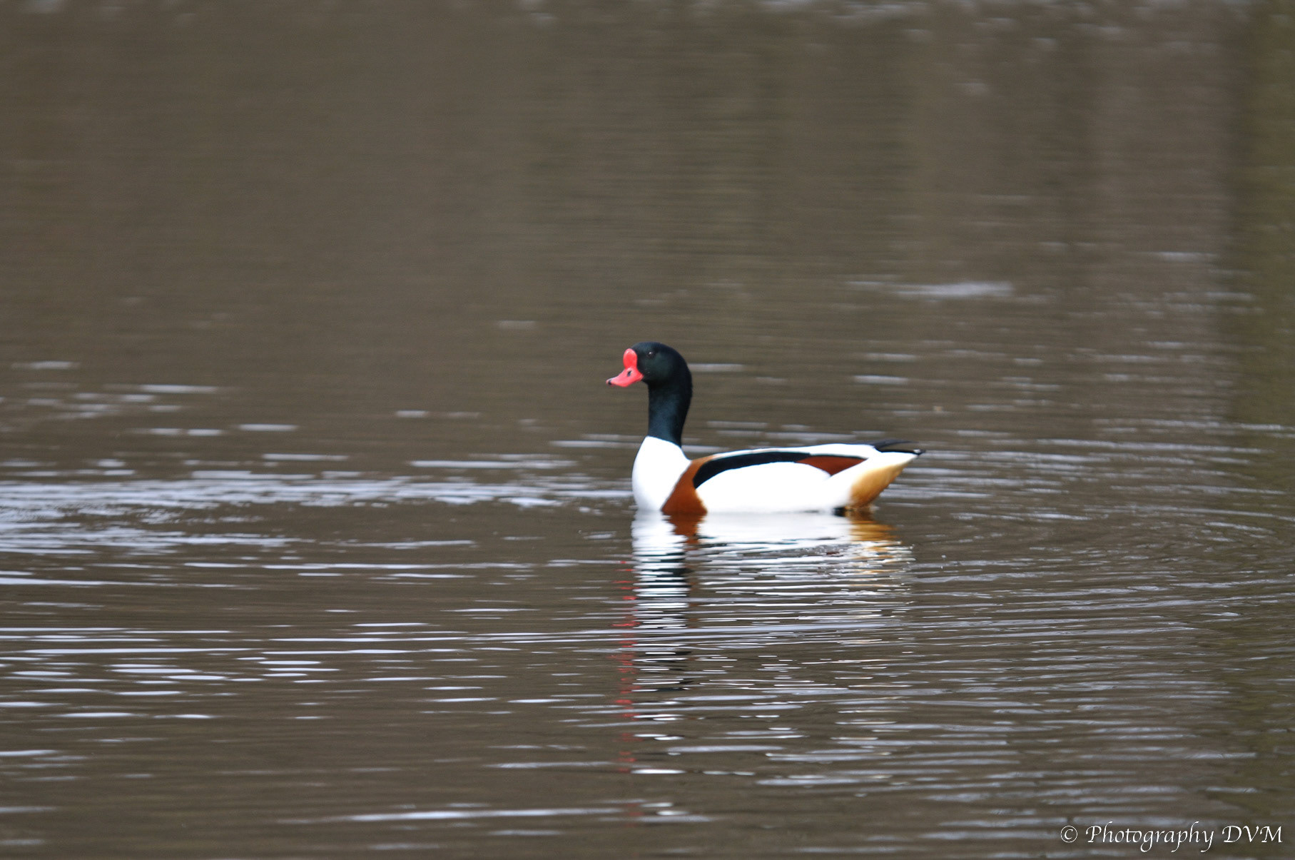 Bergeend (man) - Common Shelduck (male) - Tadorna tadorna