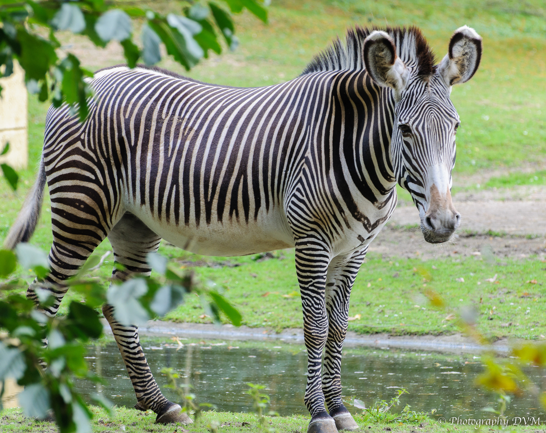 Grévyzebra - Grevy's Zebra - Equus grevyi