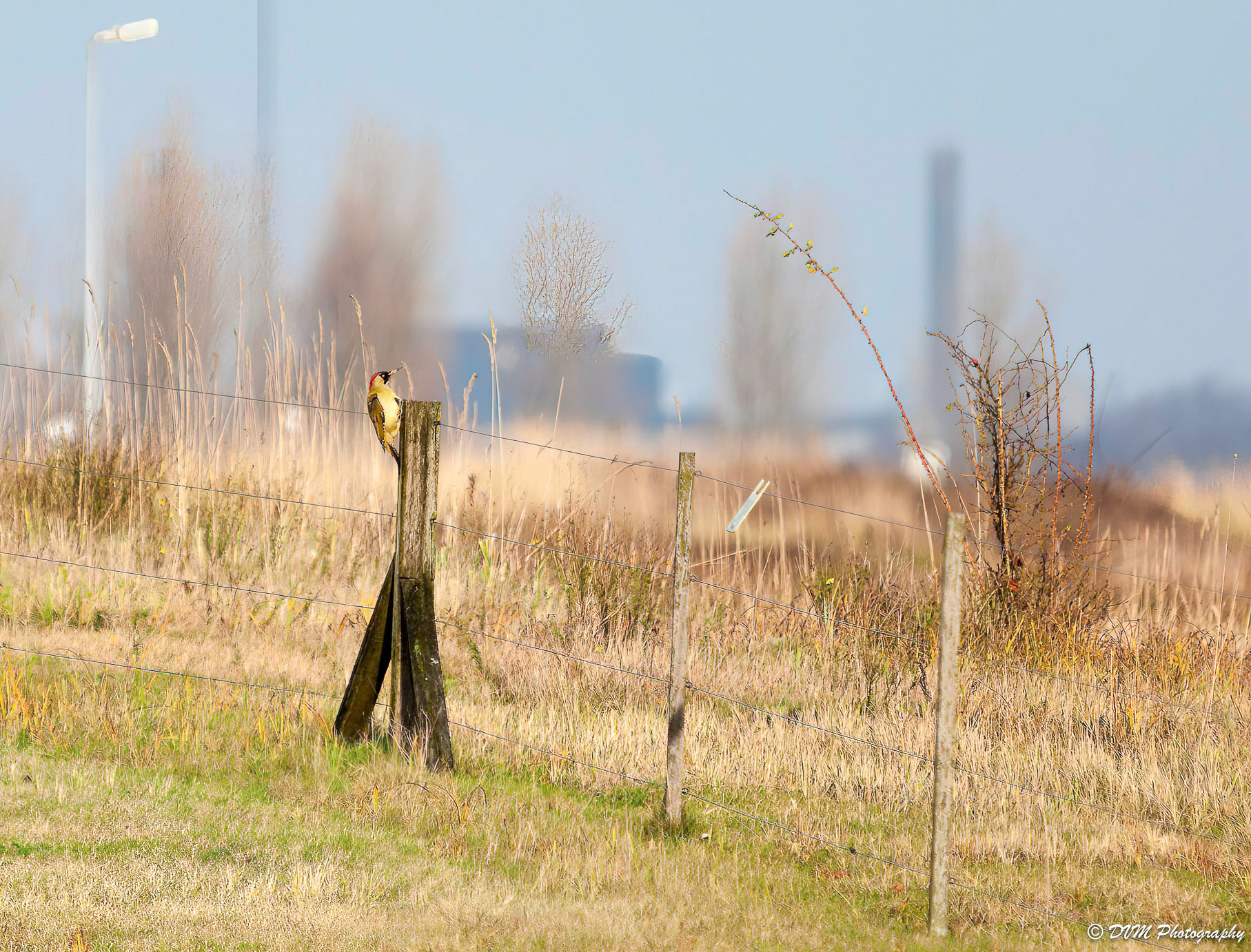 Groene specht - European Green Woodpecker