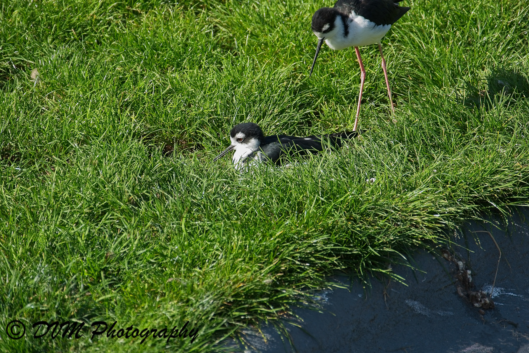 Mexicaanse steltkluut - Black-necked stilt - Himantopus mexicanus