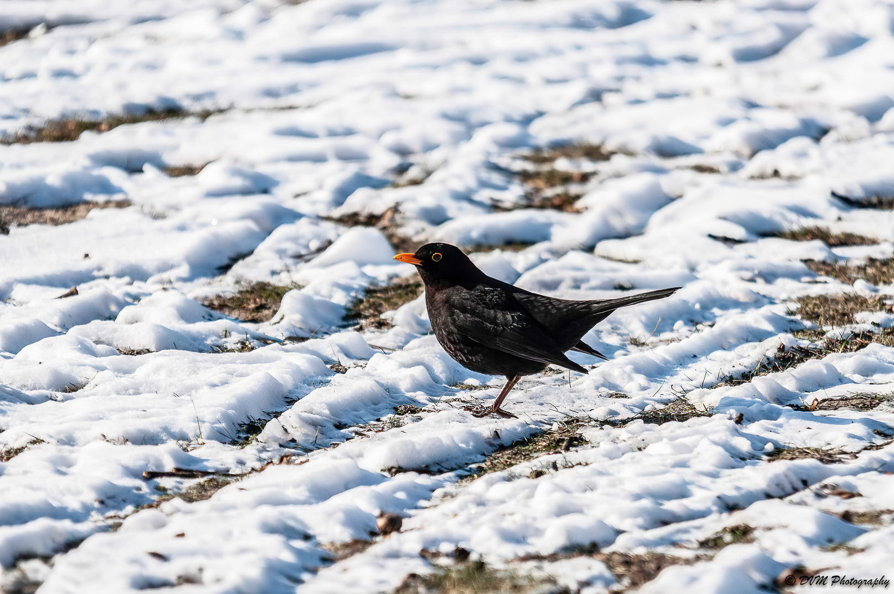 Merel - Common Blackbird