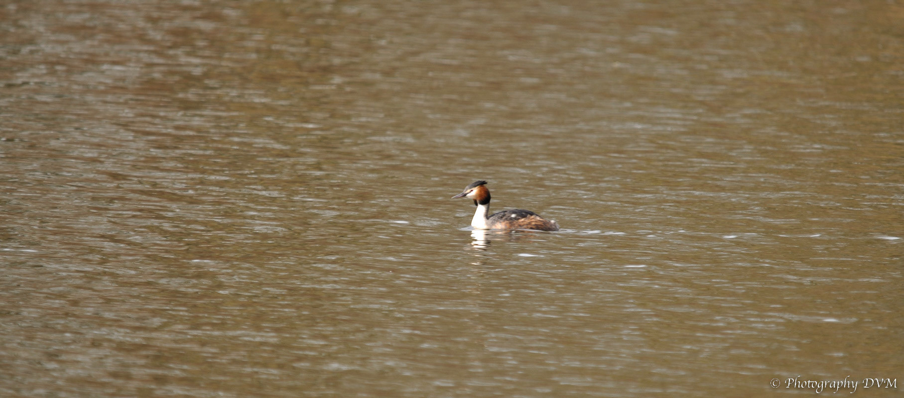 Fuut - Great Crested Grebe - Podiceps cristatus
