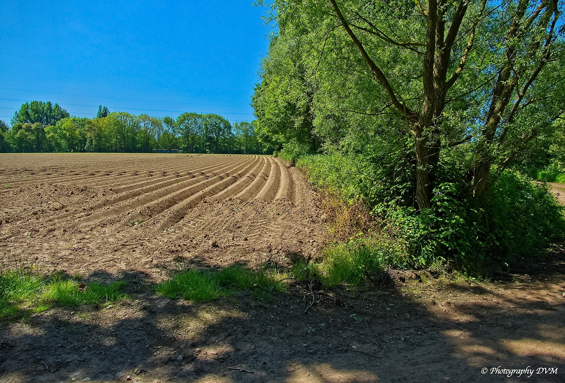 Aardappelveld - Potato field - Solanum tuberosum >>>>> Hekelgem - Belgium
