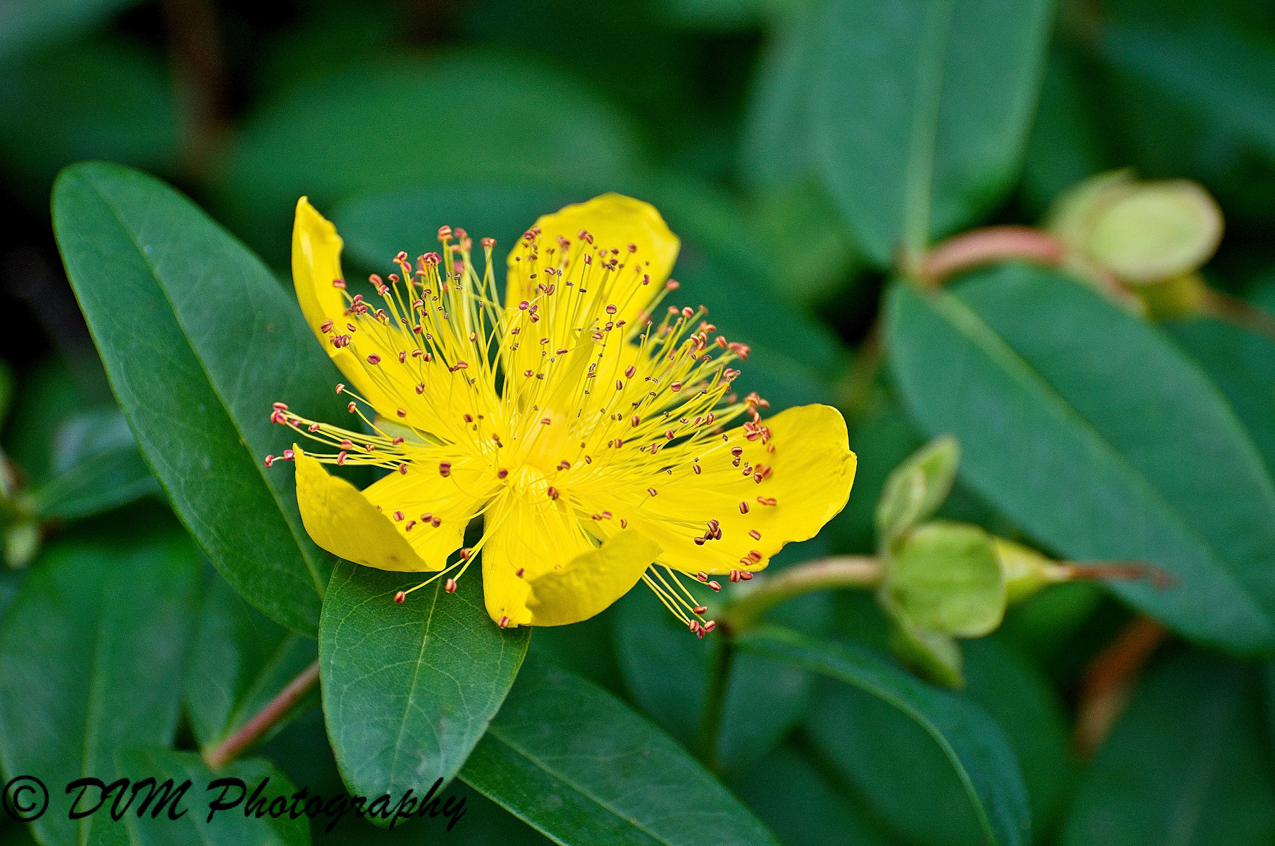 Mansbloed - Tutsan - Hypericum androsaemum