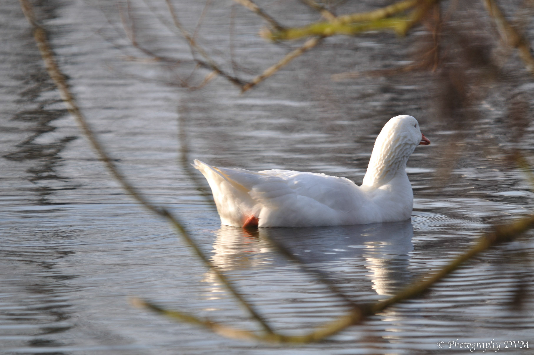 Witte Eend - White Duck
