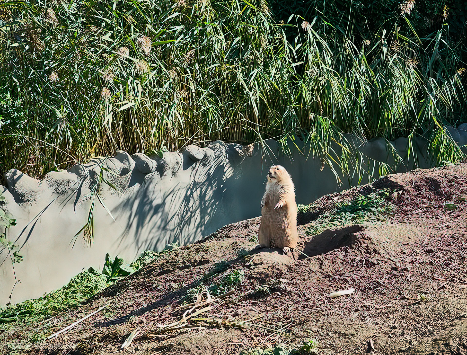Prairiehondje - Prairie dog - Cynomys