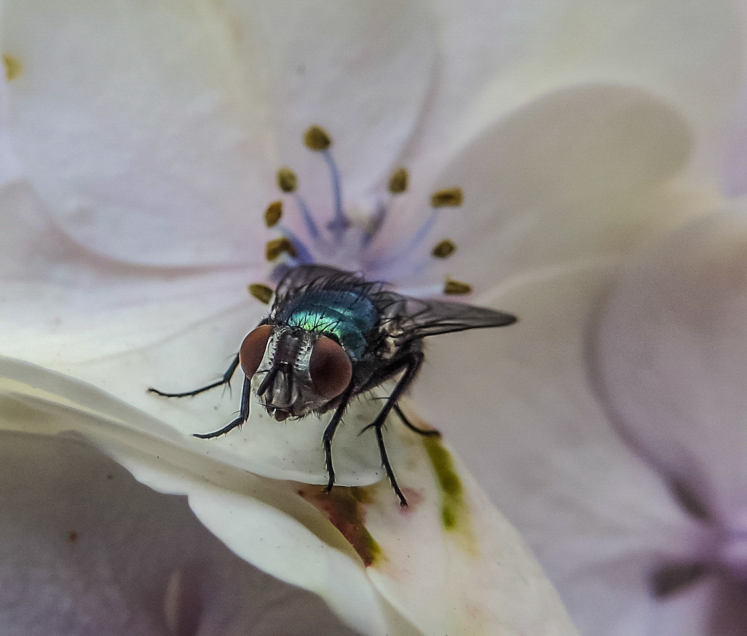 cotée 16.25