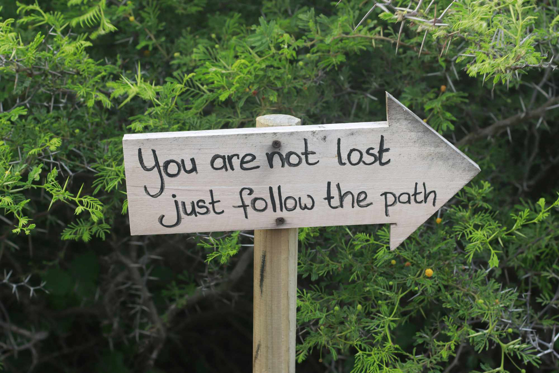 A wooden arrow pointing right with the words "You are not lost just follow the path" handwritten in black with a thornbush in the background.