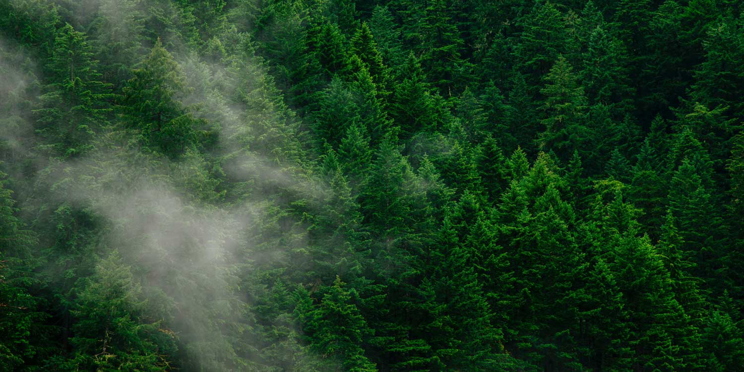 Fog rising from a lush green forest.
