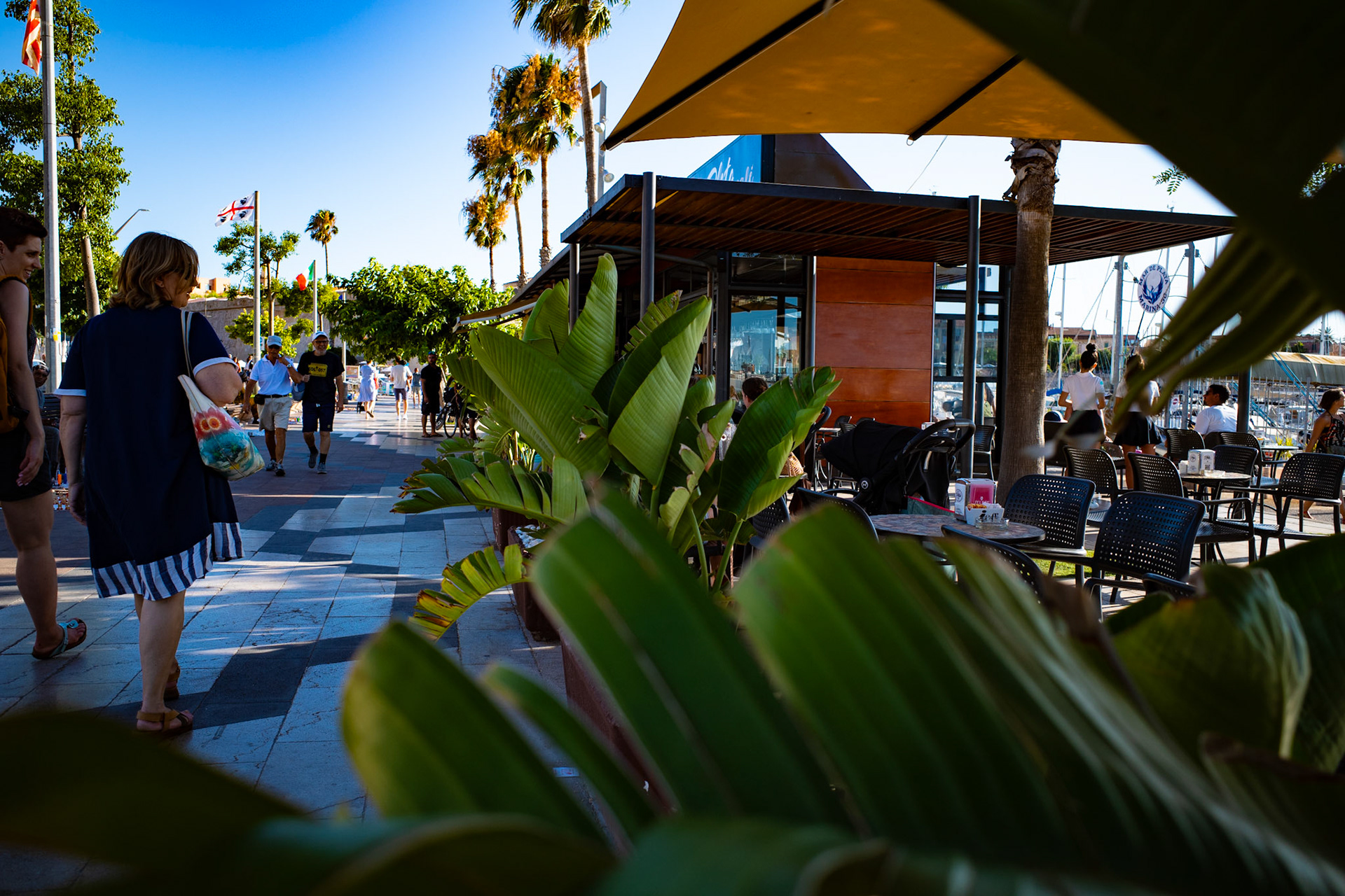 Through the summer leaves