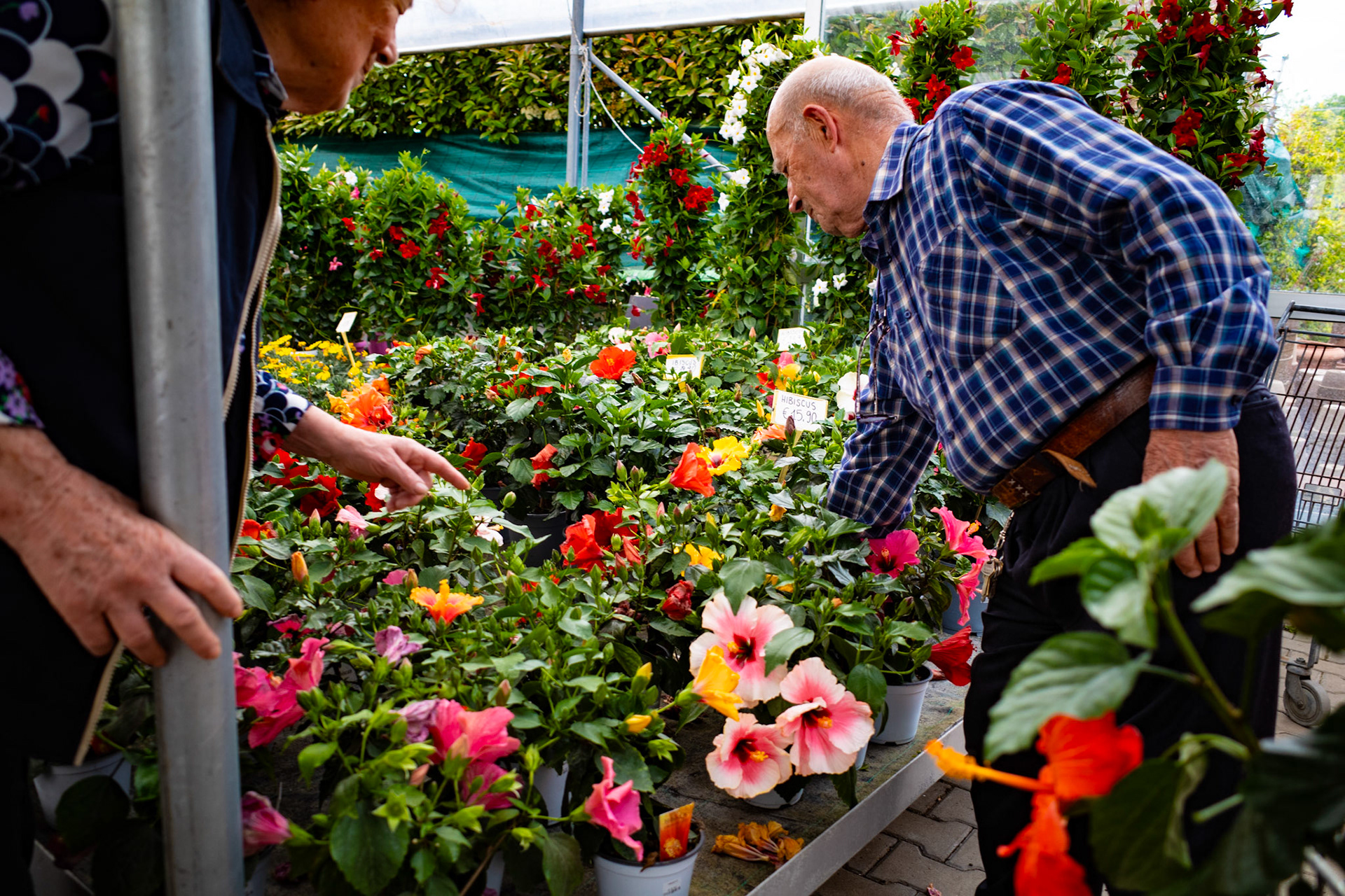 Petal by petal, a choice