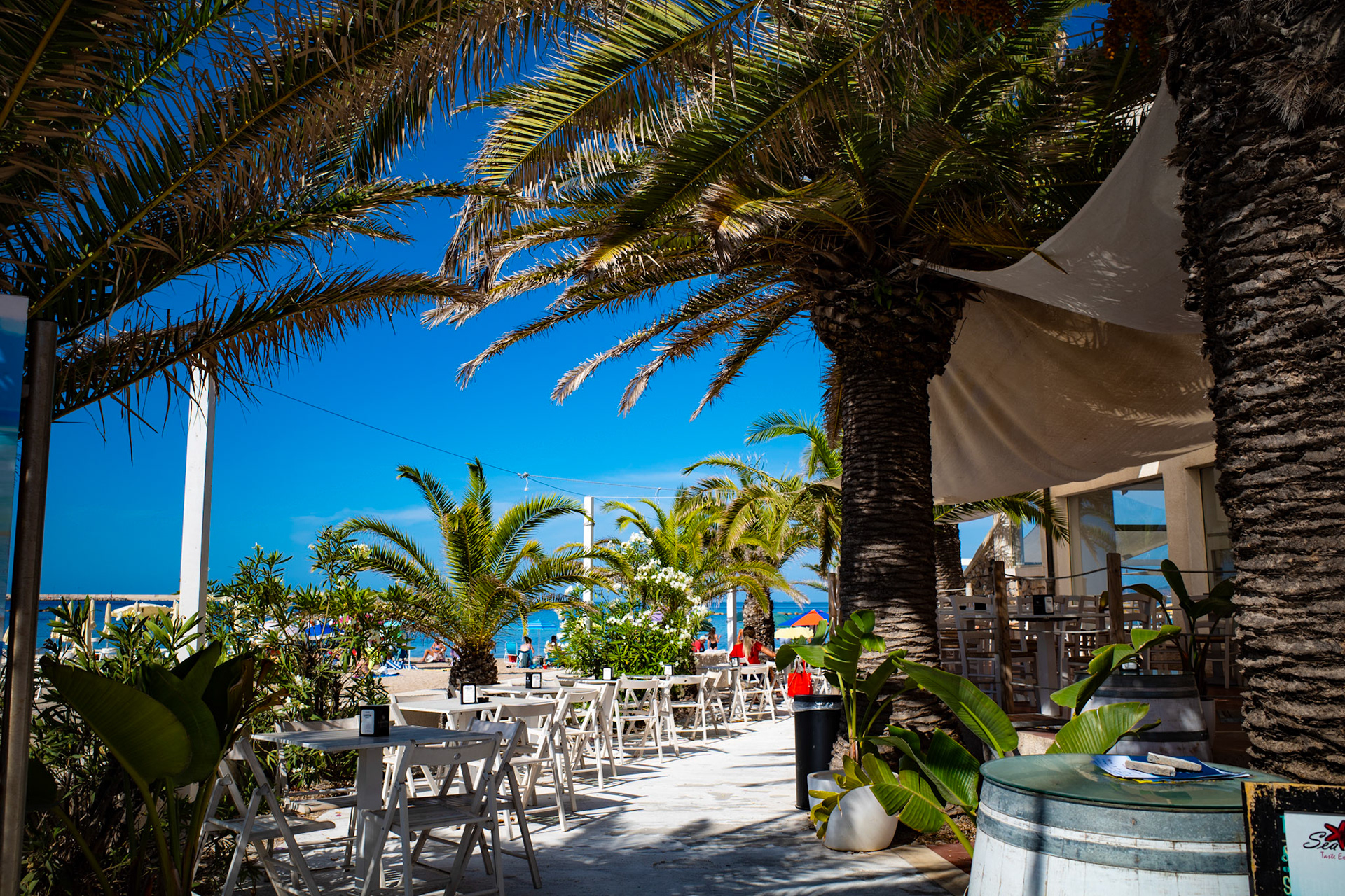 Whispers of the palms