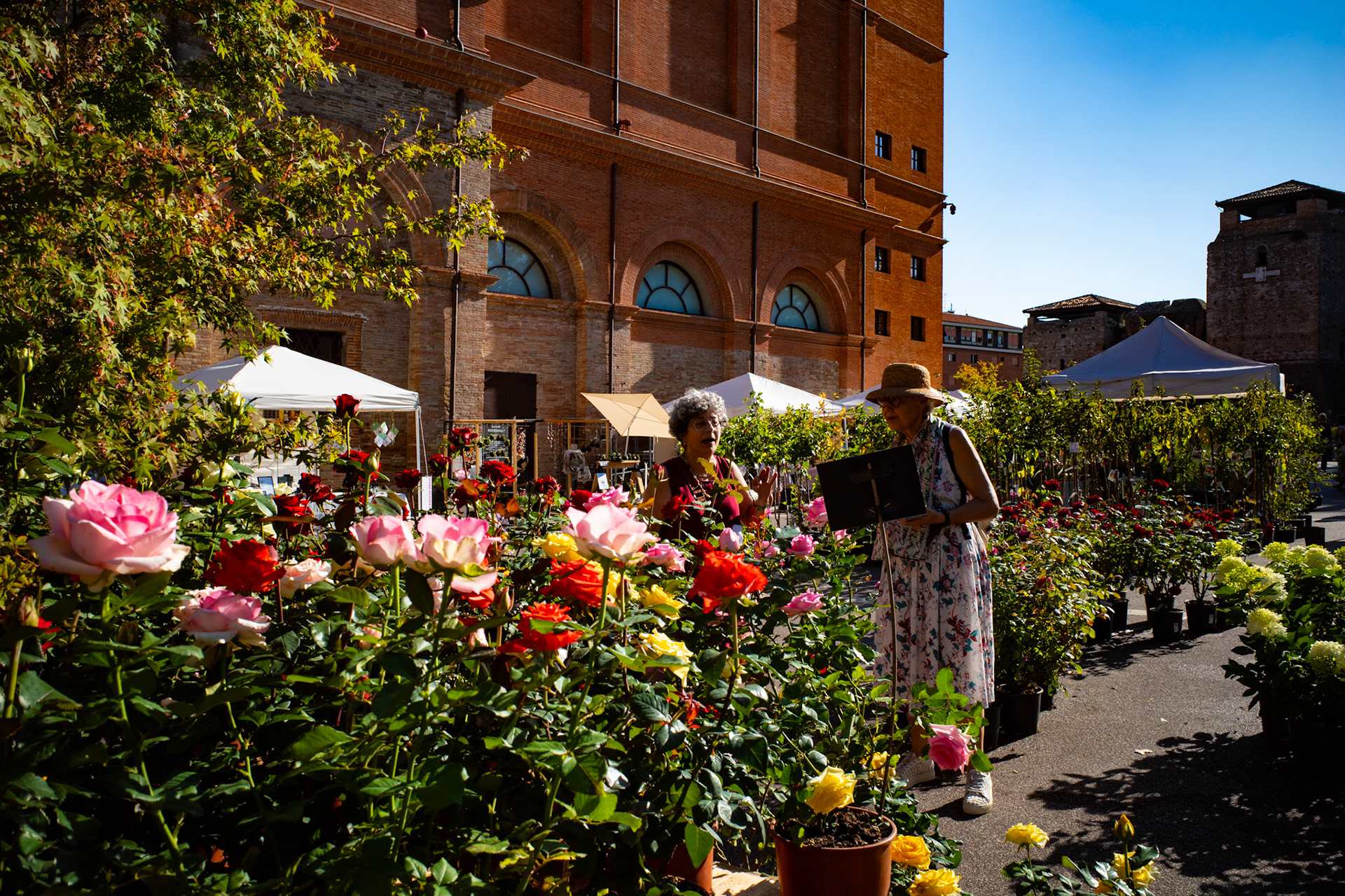 Voices among the roses