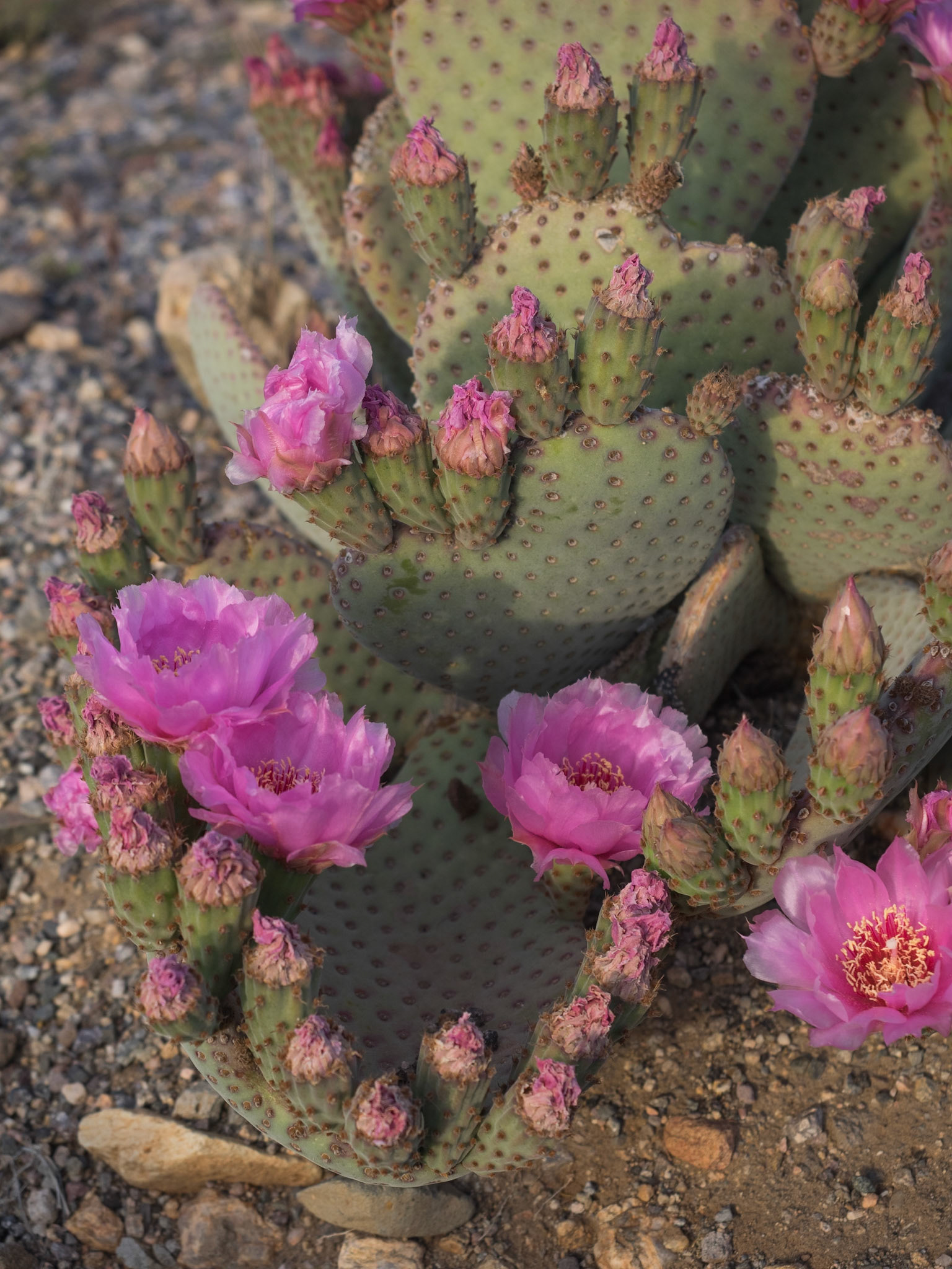 Flowering Pink Prickly Pear Cactus