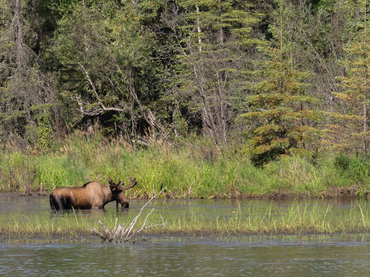 Moose in Alaska