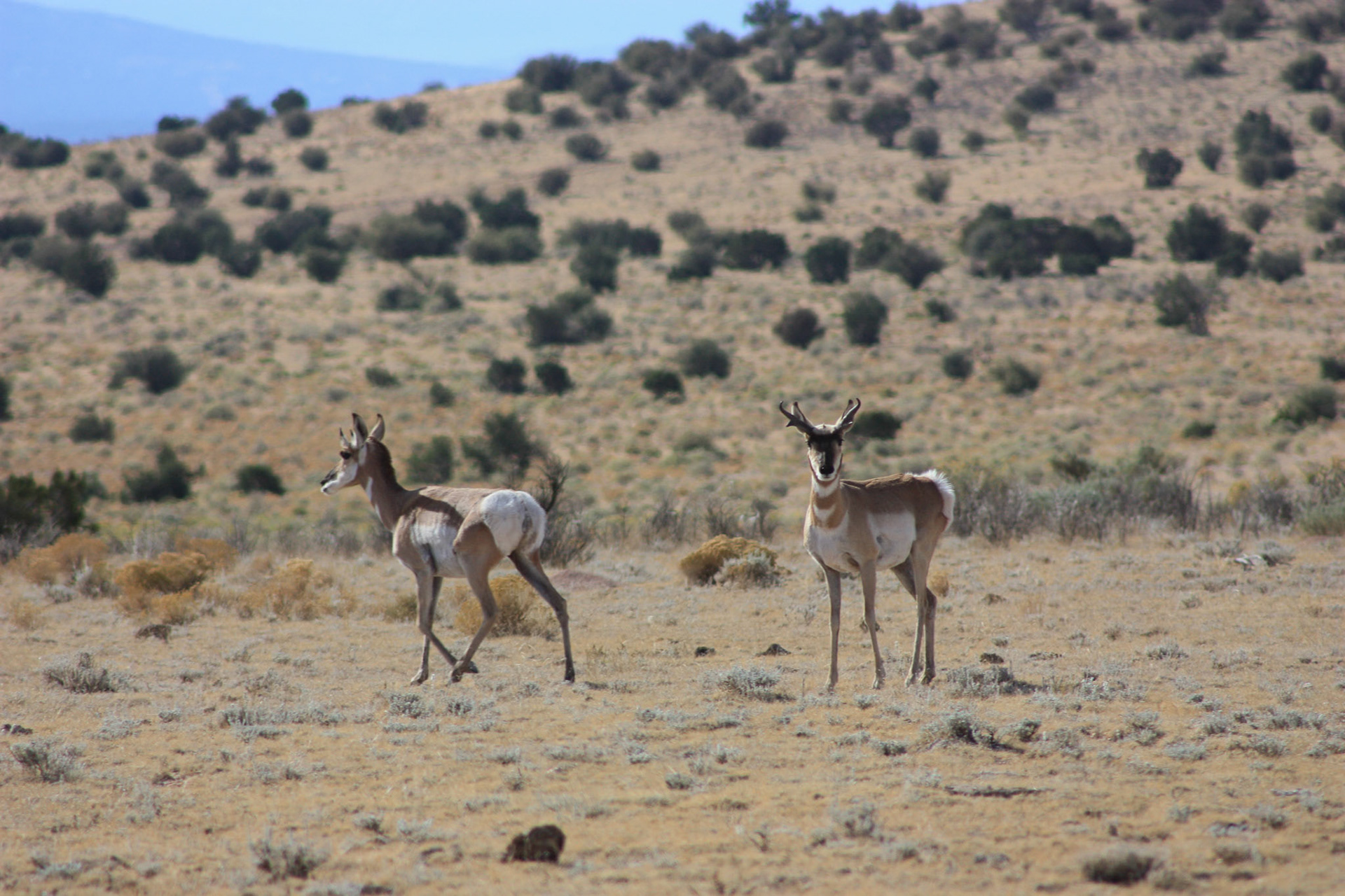 High Desert Antelope
