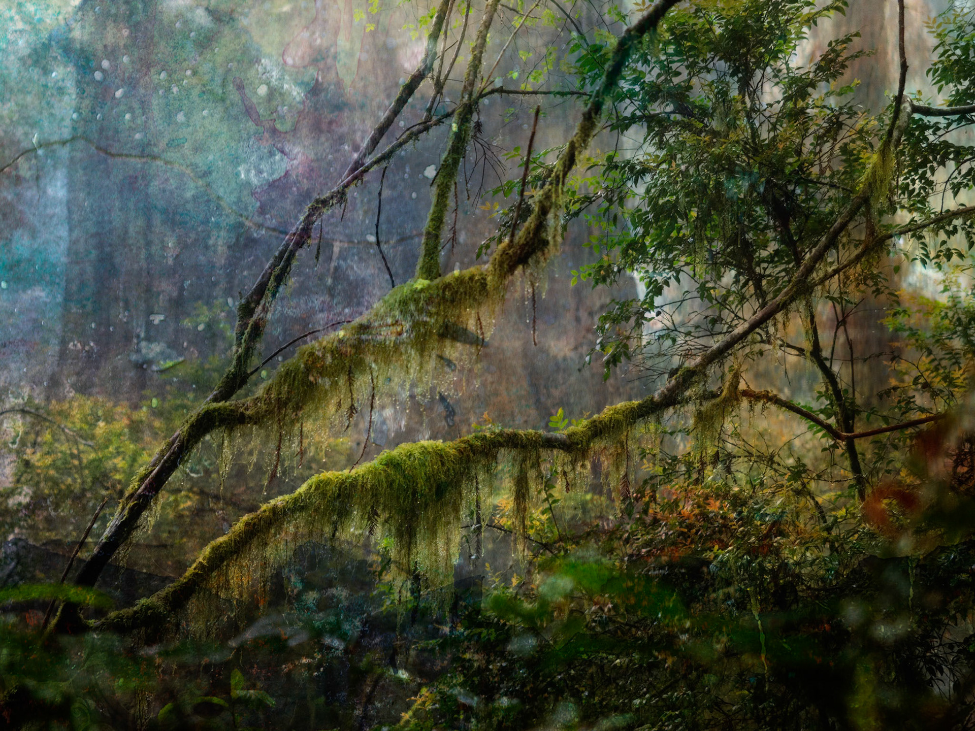 Grunge treatment of a misty morning in the Lady Bird Johnson Grove of the redwoods.
