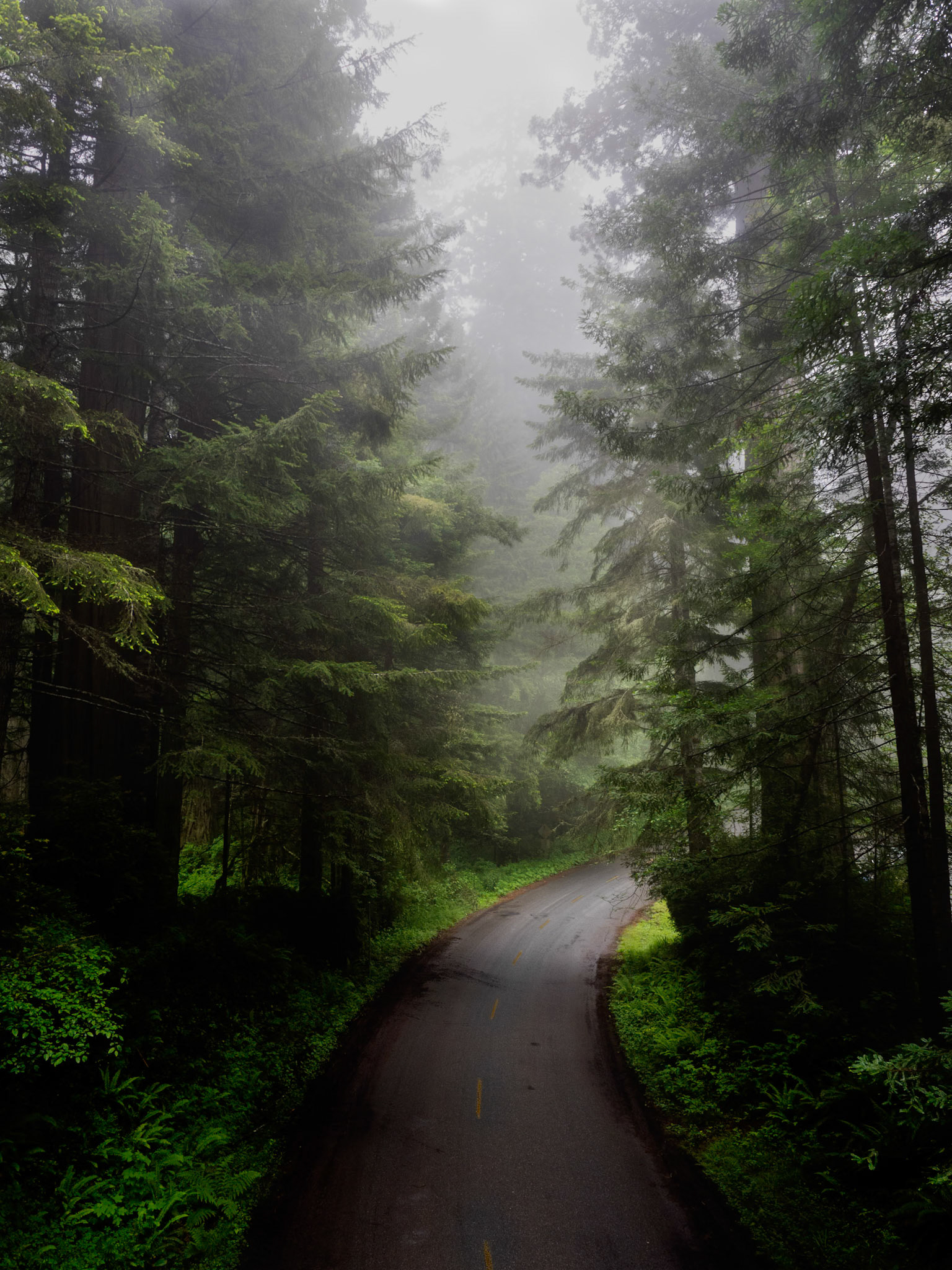 Lady Bird Johnson Grove, Orick, CA