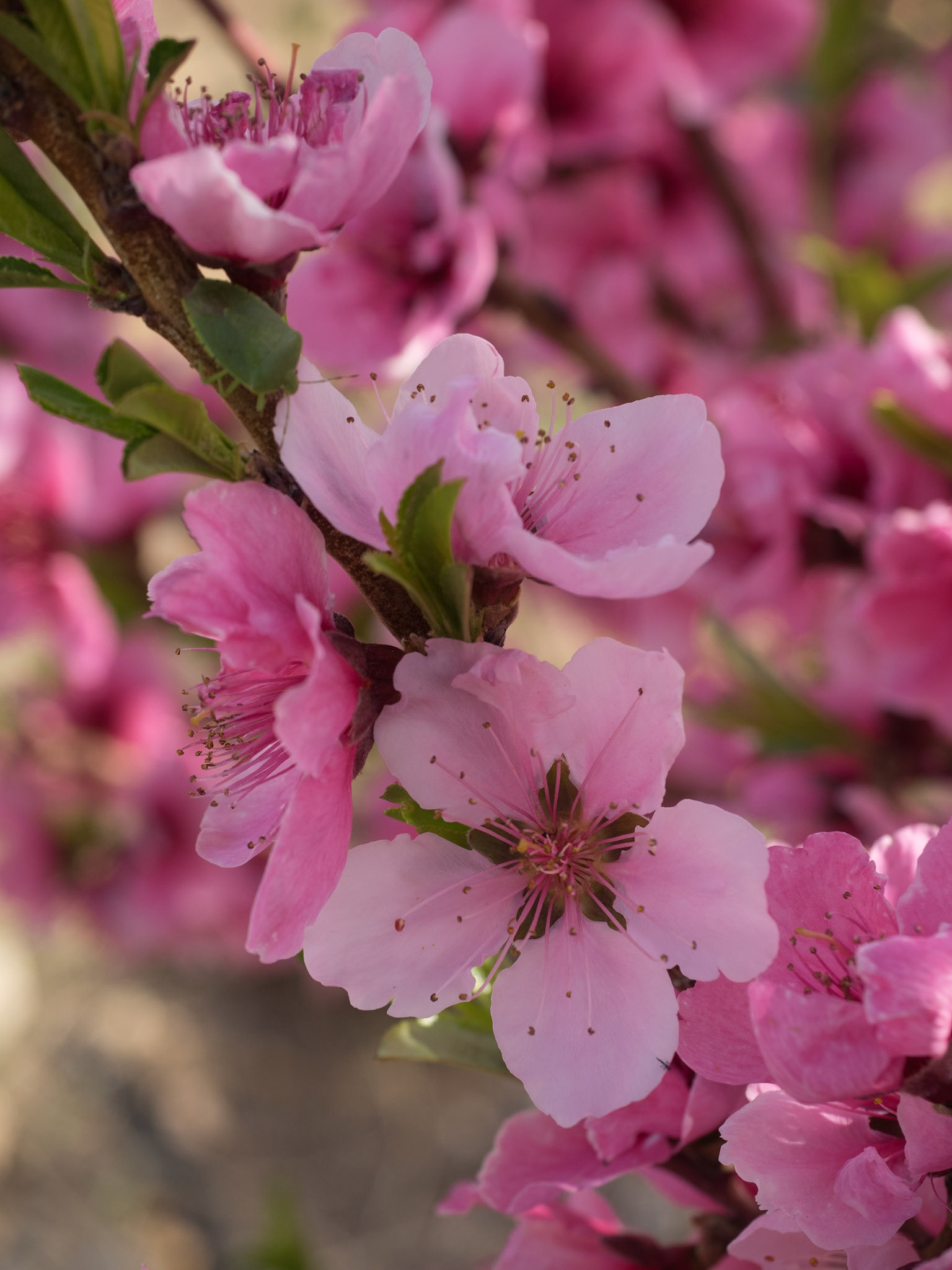 Spring nectarine blossoms in March