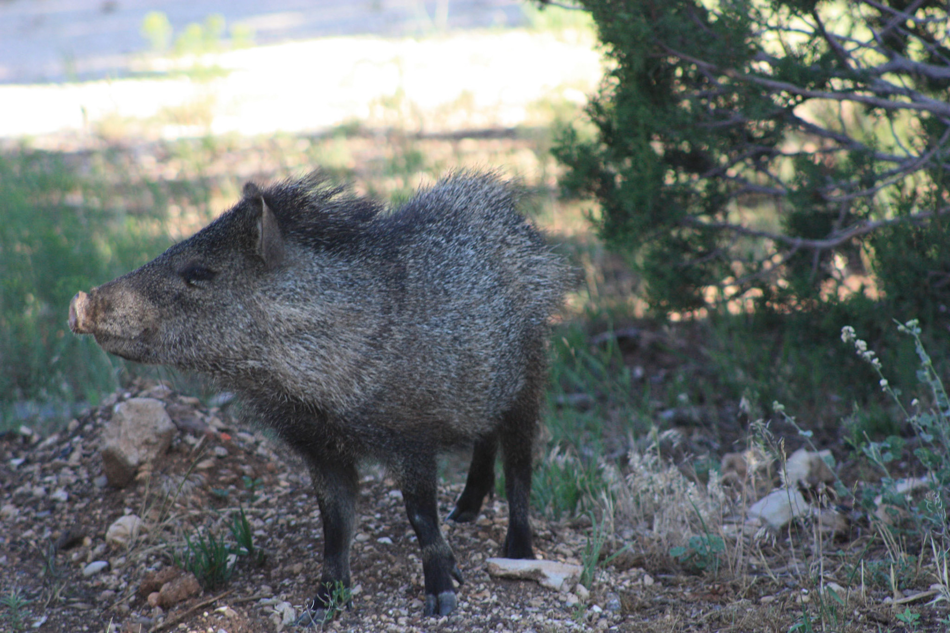 Arizona Javelina