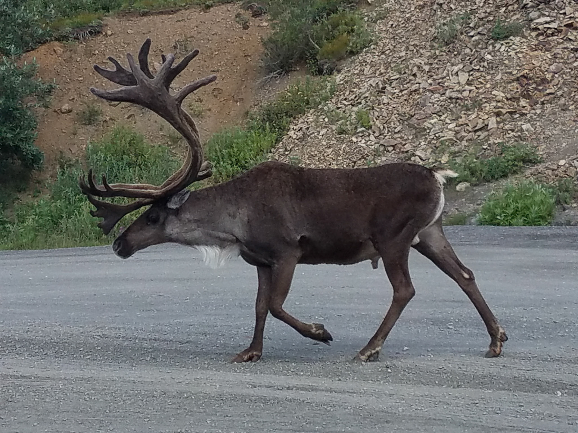 Denali Caribou