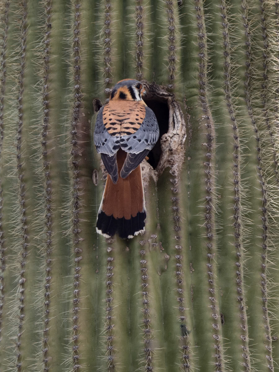 American Kestral