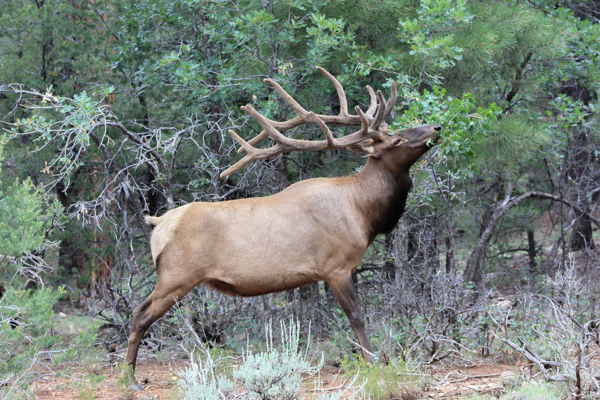 Grand Canyon Elk