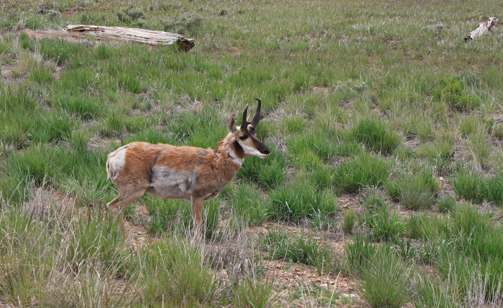 Pronghorn Antelope in Bryce Canyon