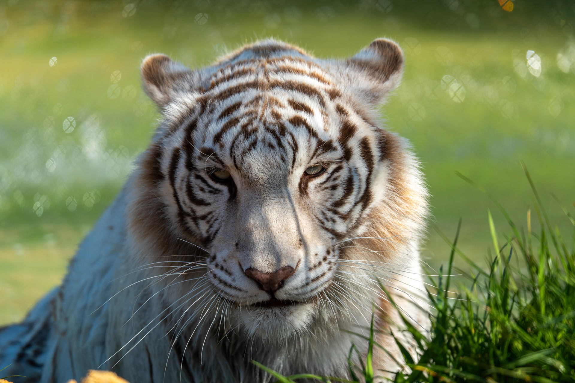 Zoo Refuge La Tanière