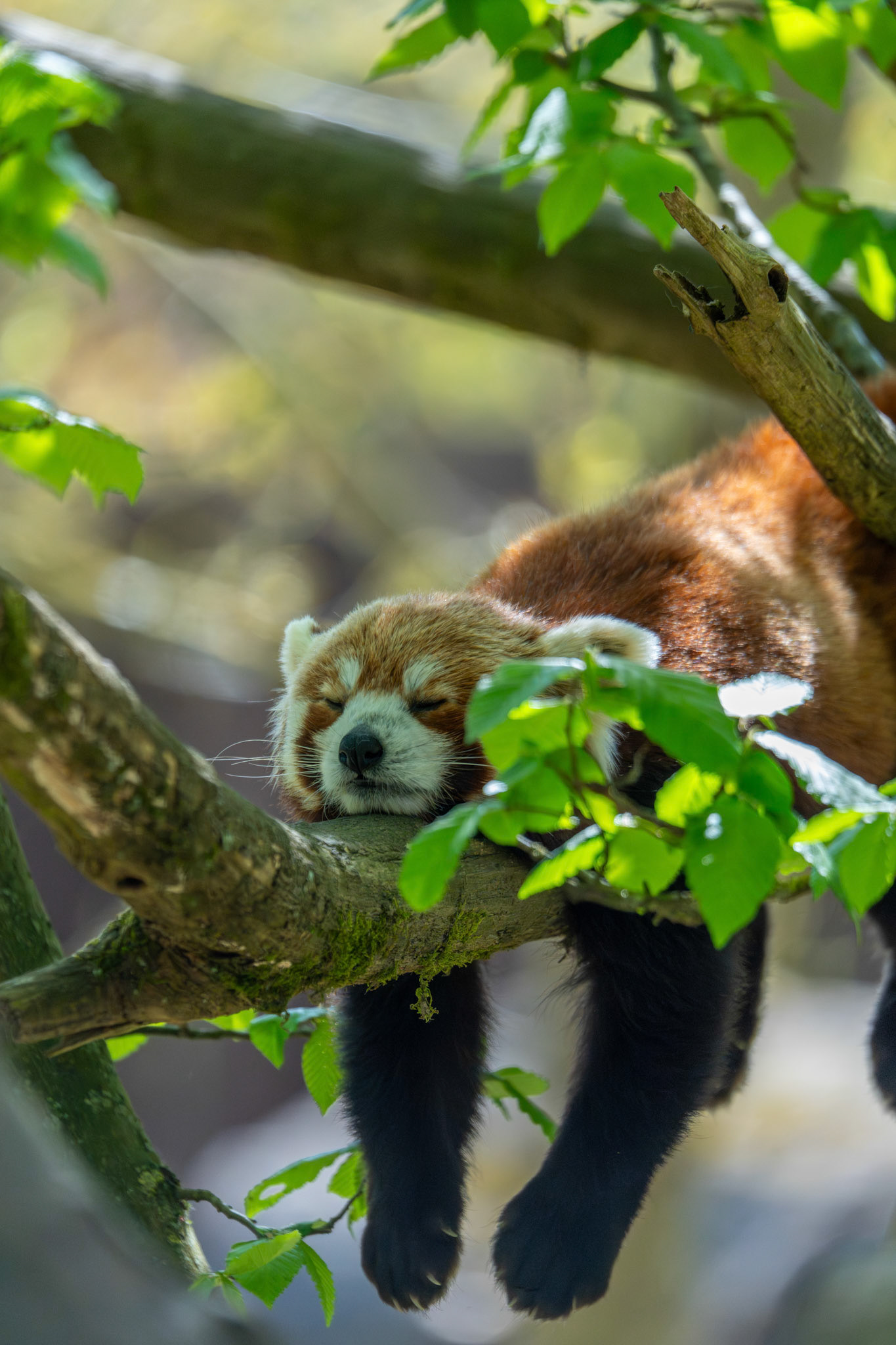 Zoo de Thoiry