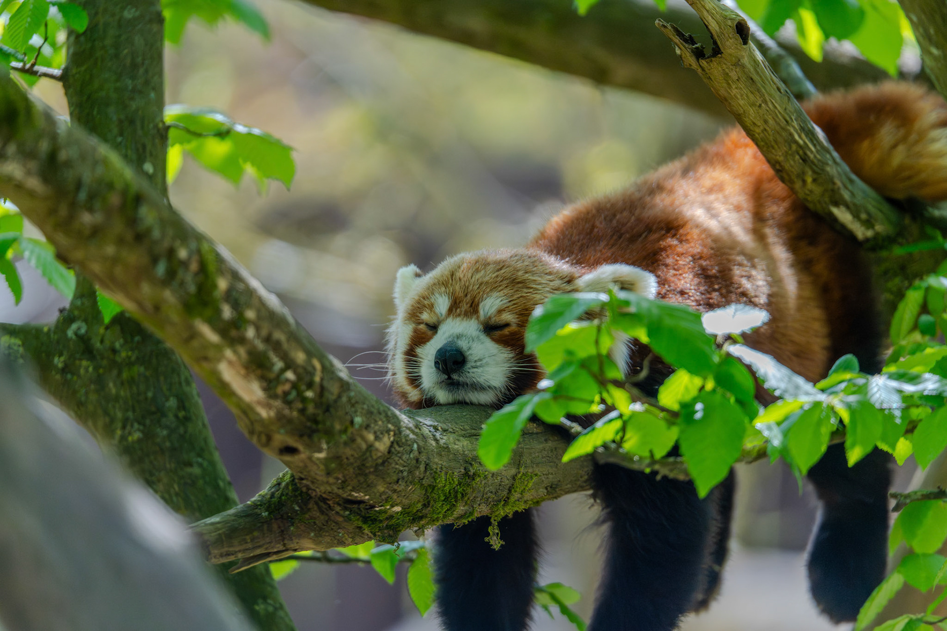 Zoo de Thoiry