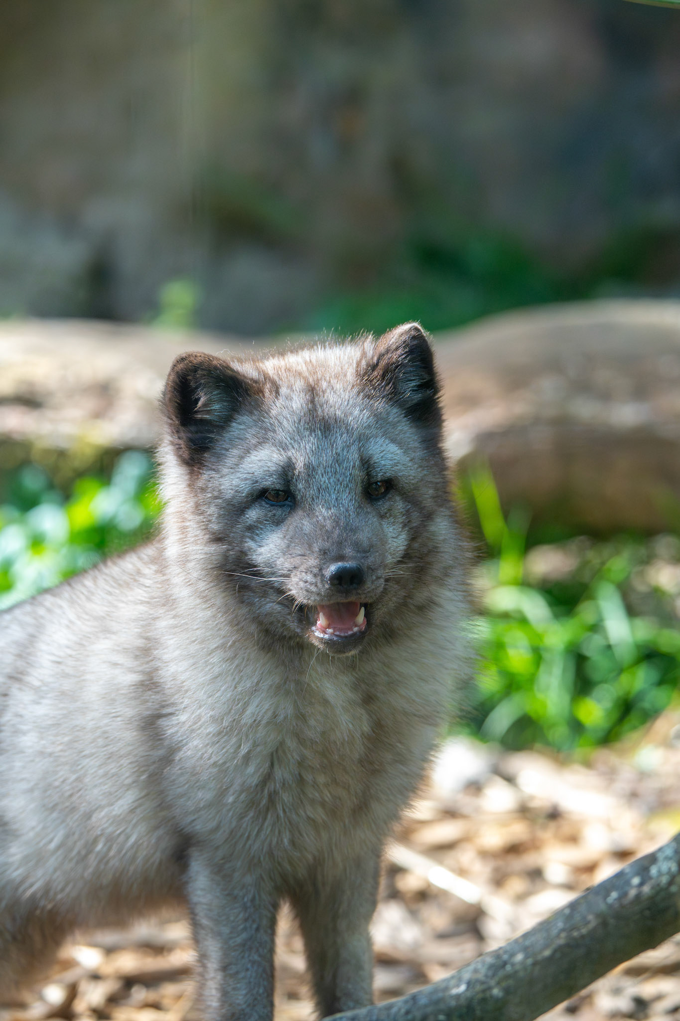 Zoo de Thoiry