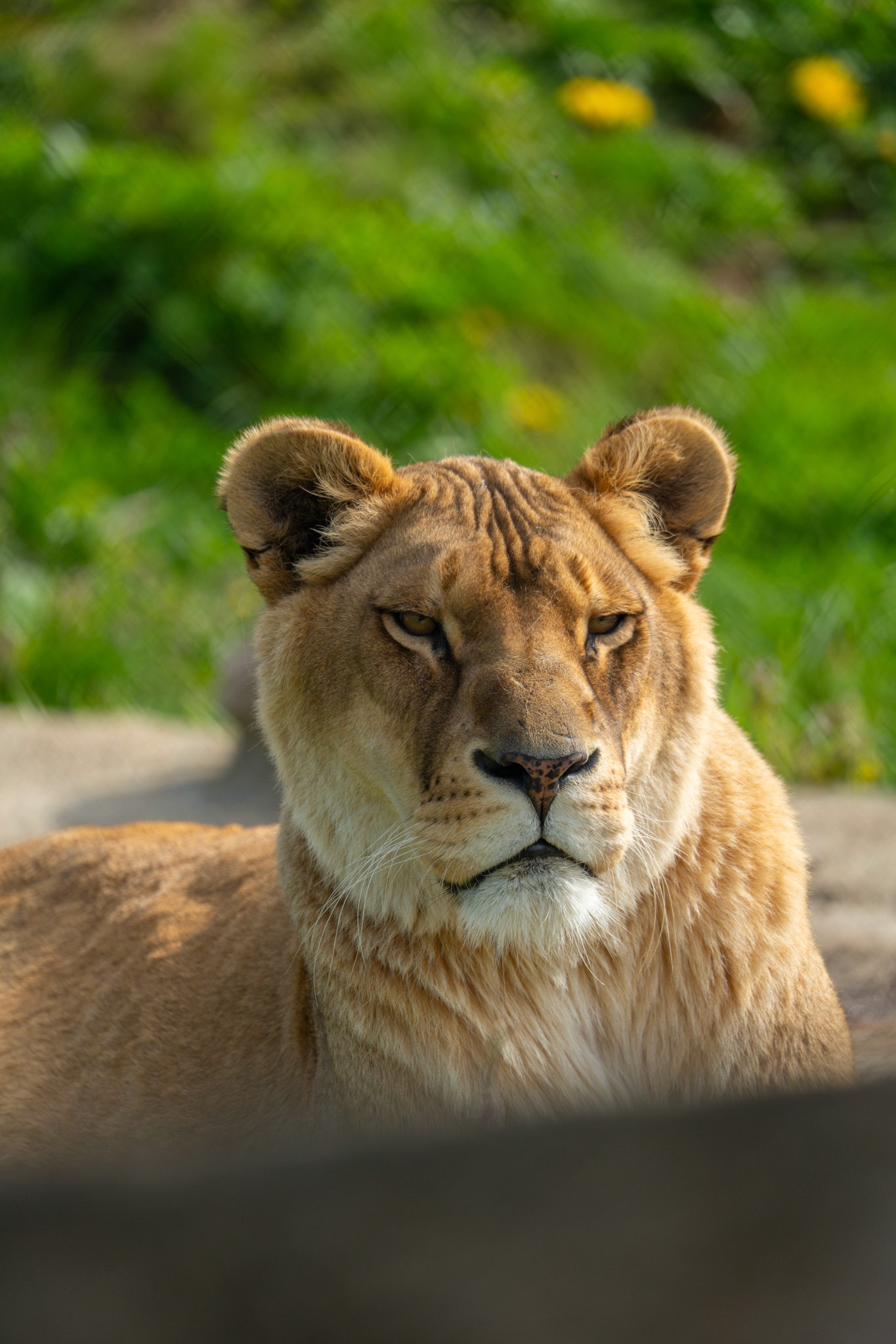 Zoo Refuge La Tanière