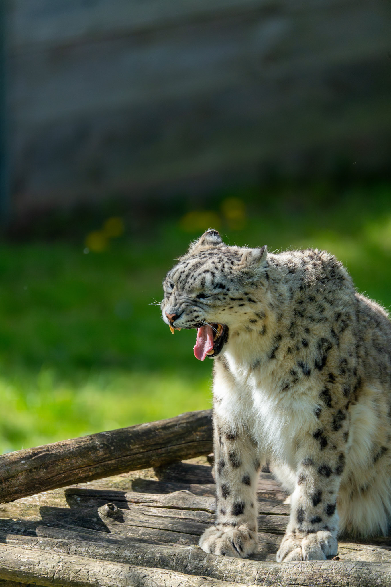 Zoo de Thoiry