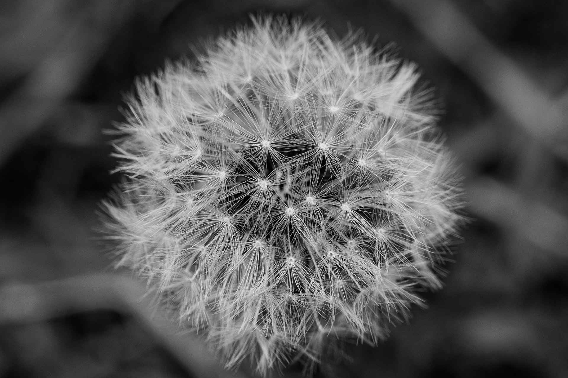A dandelion lays in the grassy fields outside of Old Main. This was taken on a cloudy day with the sun hitting directly through the clouds to create this really cool soft and dreamy look. Taken on the Canon EF 100mm Macro Lens f/2.8 April 10,2026.