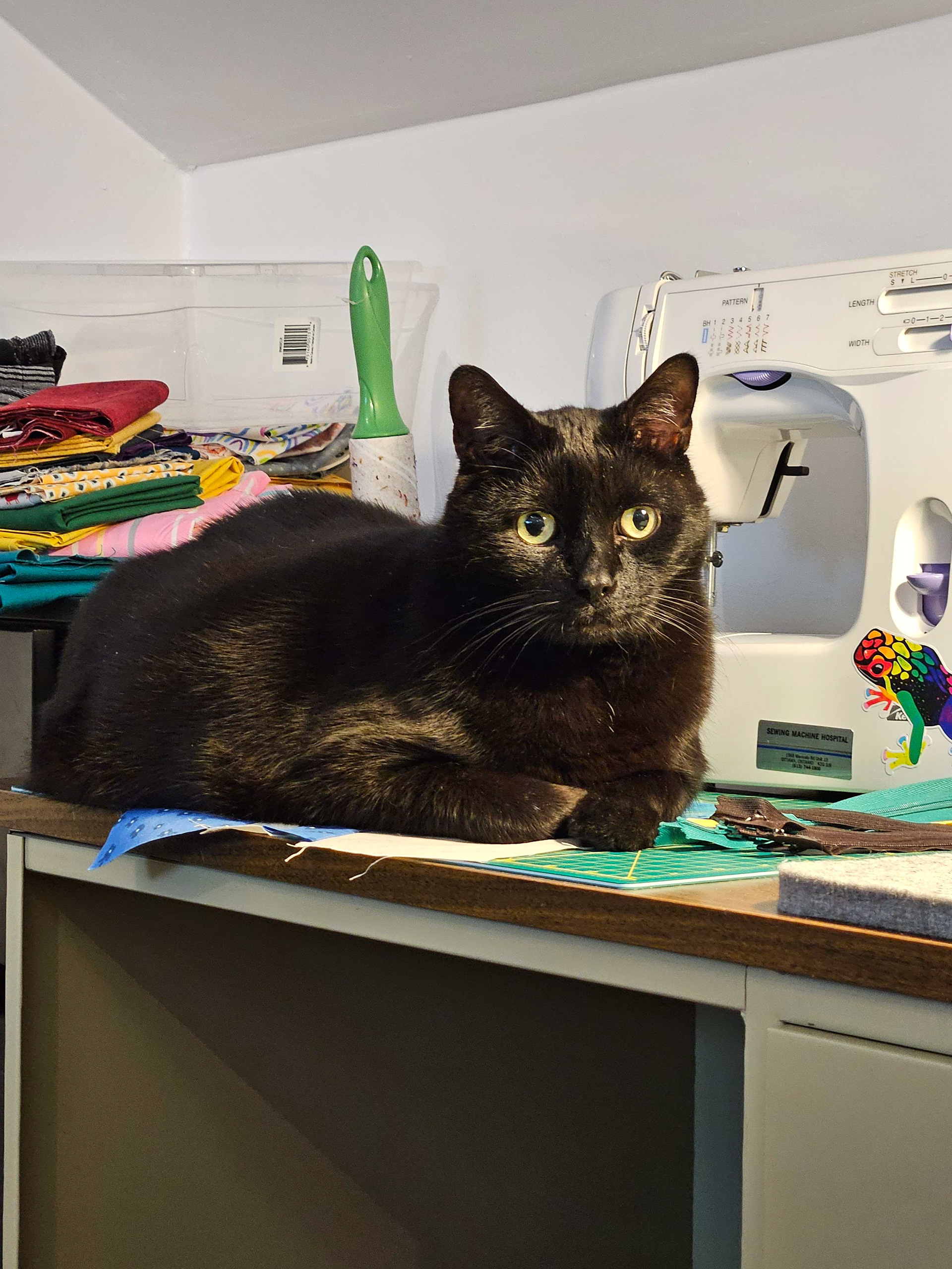 A shorthaired black cat lays on a table, paws curled in front of him. He looks concerned.