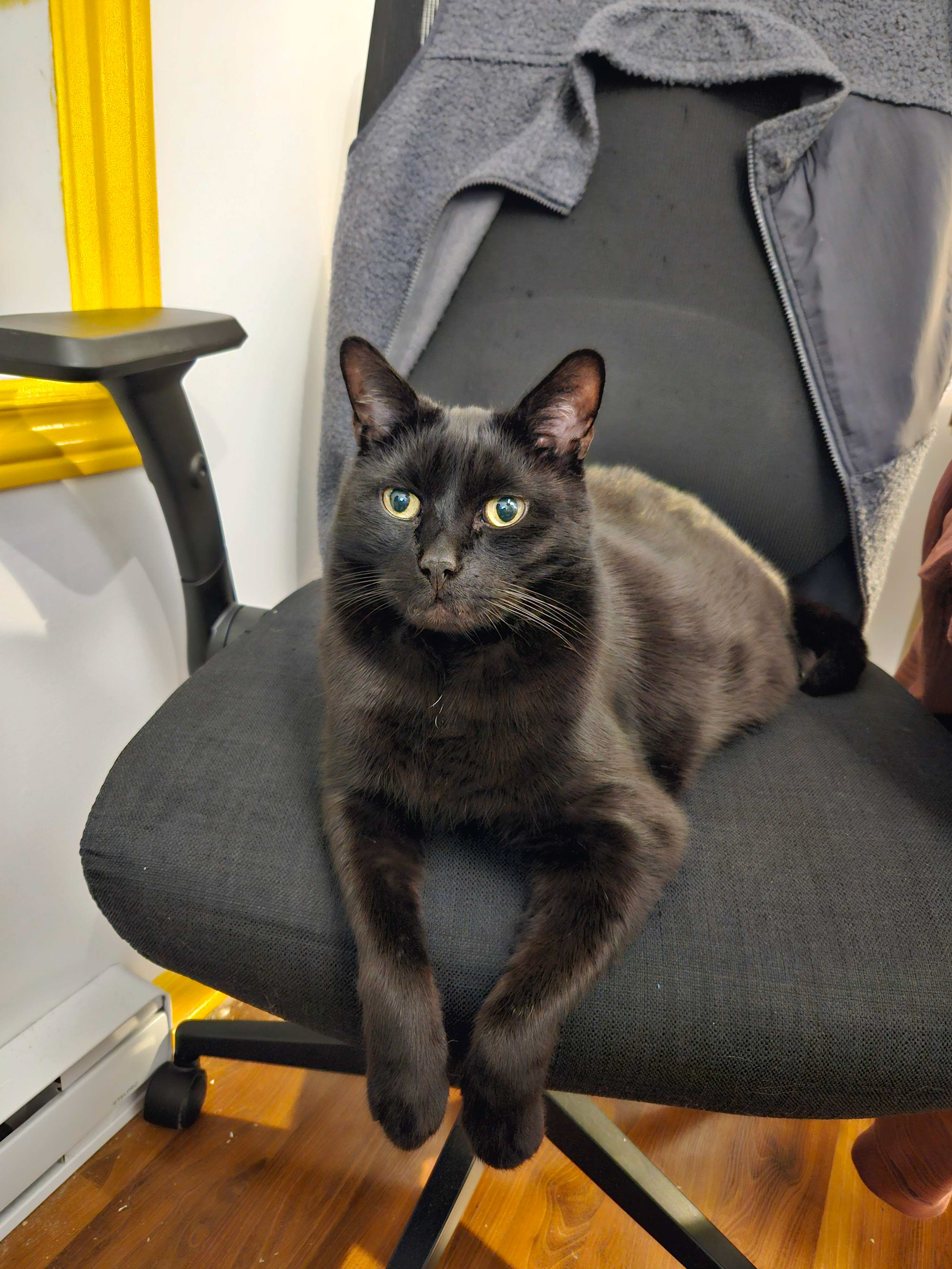 A shorthaired black cat slays on a desk chair.