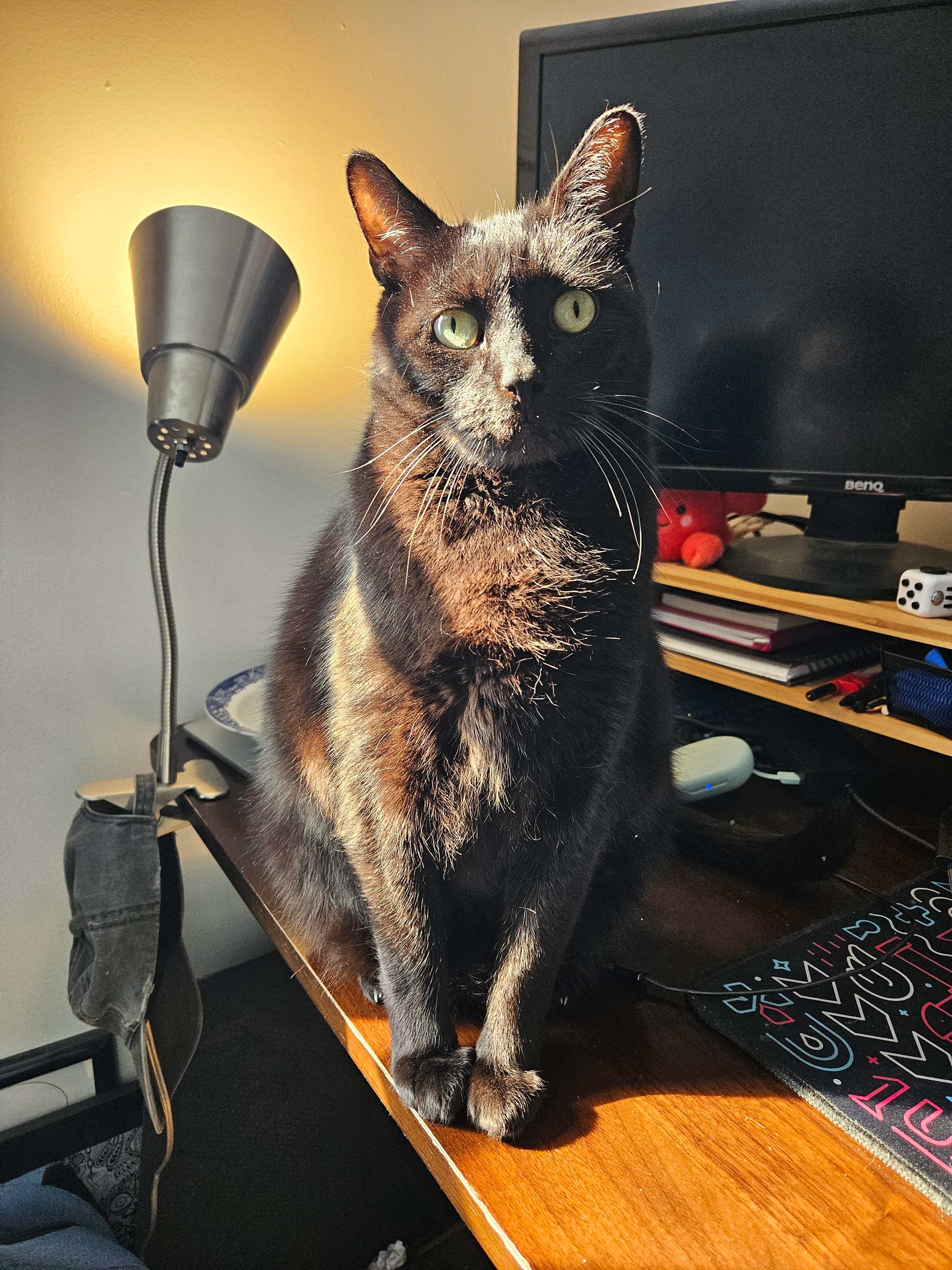 A short-haired black cat, sits in a sunbeam looking into the camera.