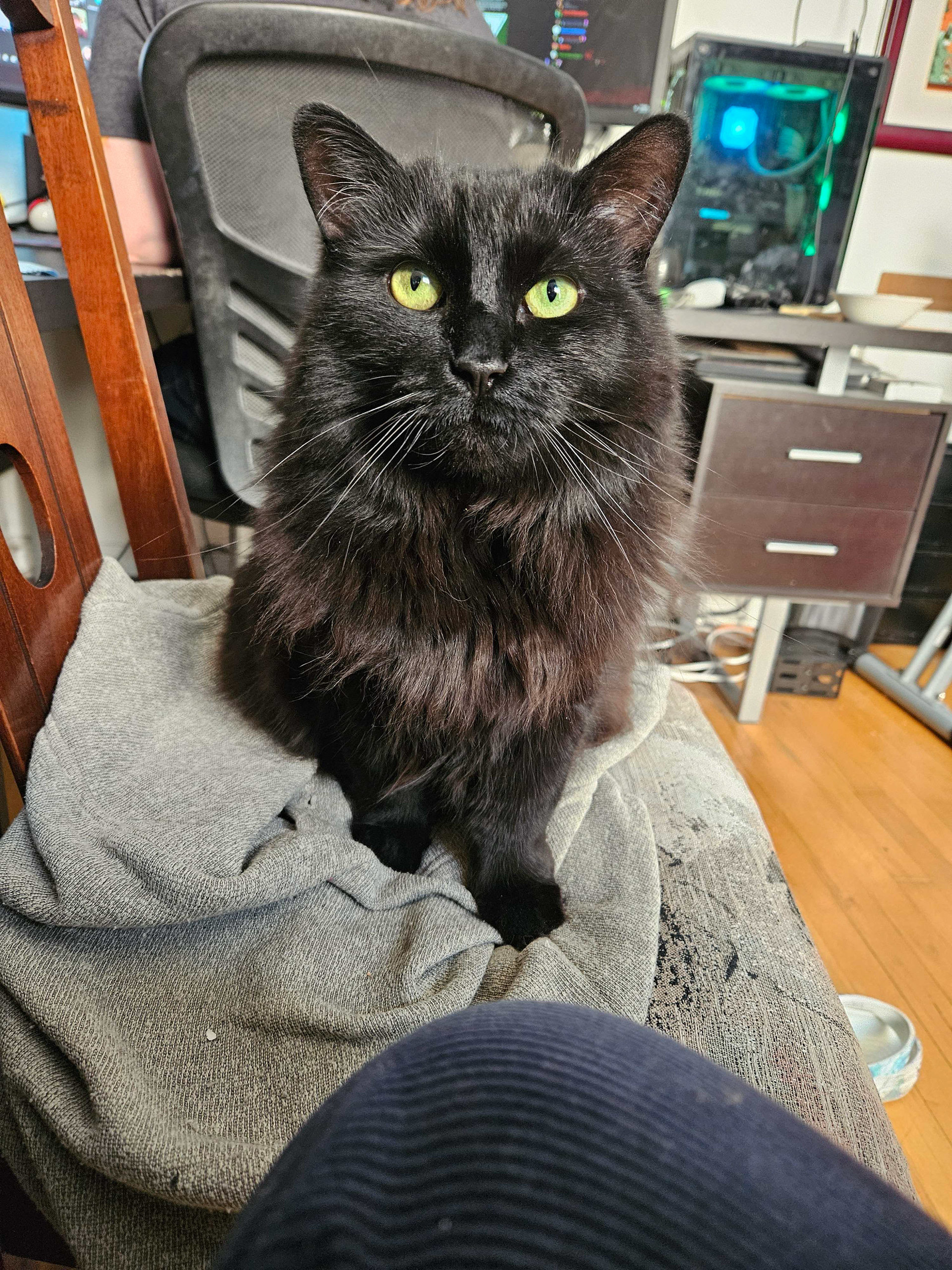A long-haired black cat sits on a desk chair and looks directly into the camera.
