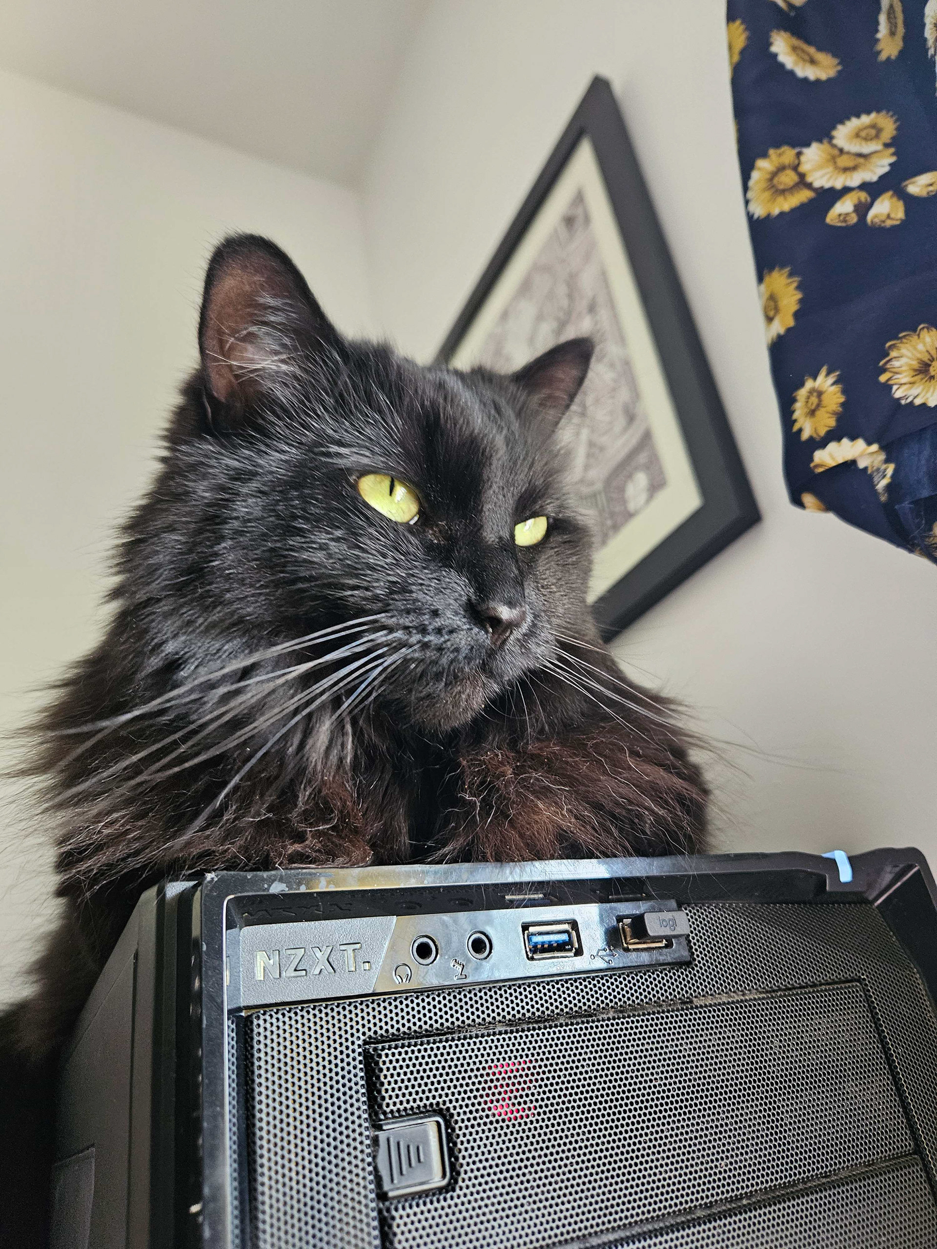 A long haired black cat looks to the side, squinting slightly.
