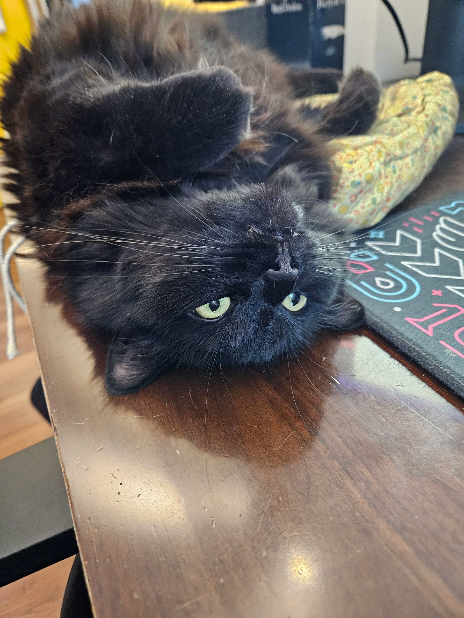 A long-haired black cat is laying on her back with her paws curled onto her chest