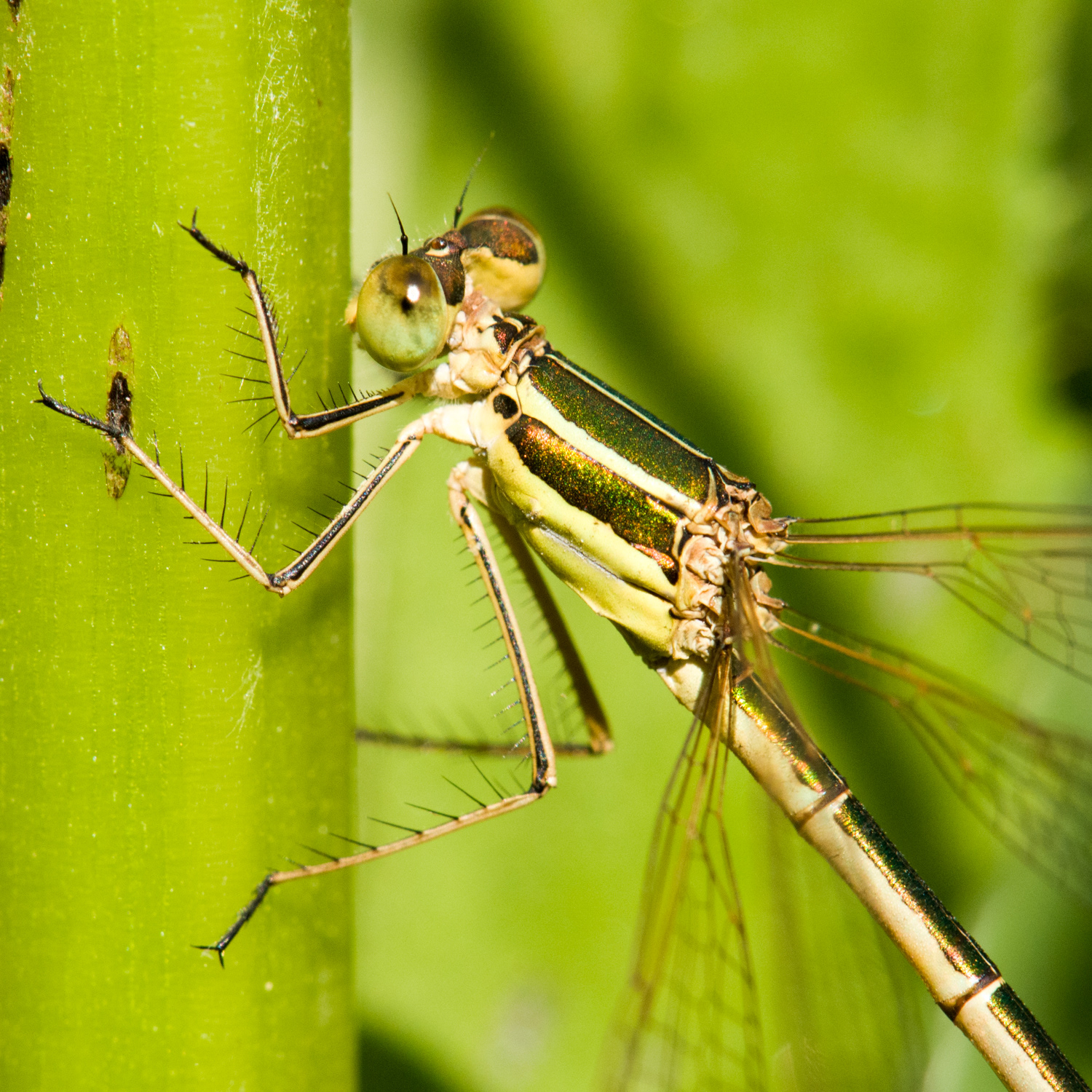 Lestes barbarus