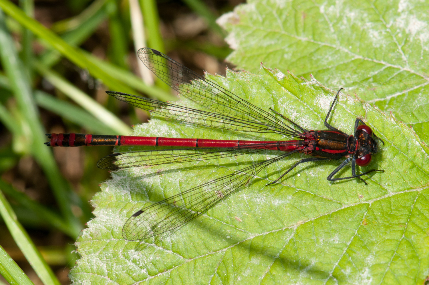 Pyrrhosoma nymphula